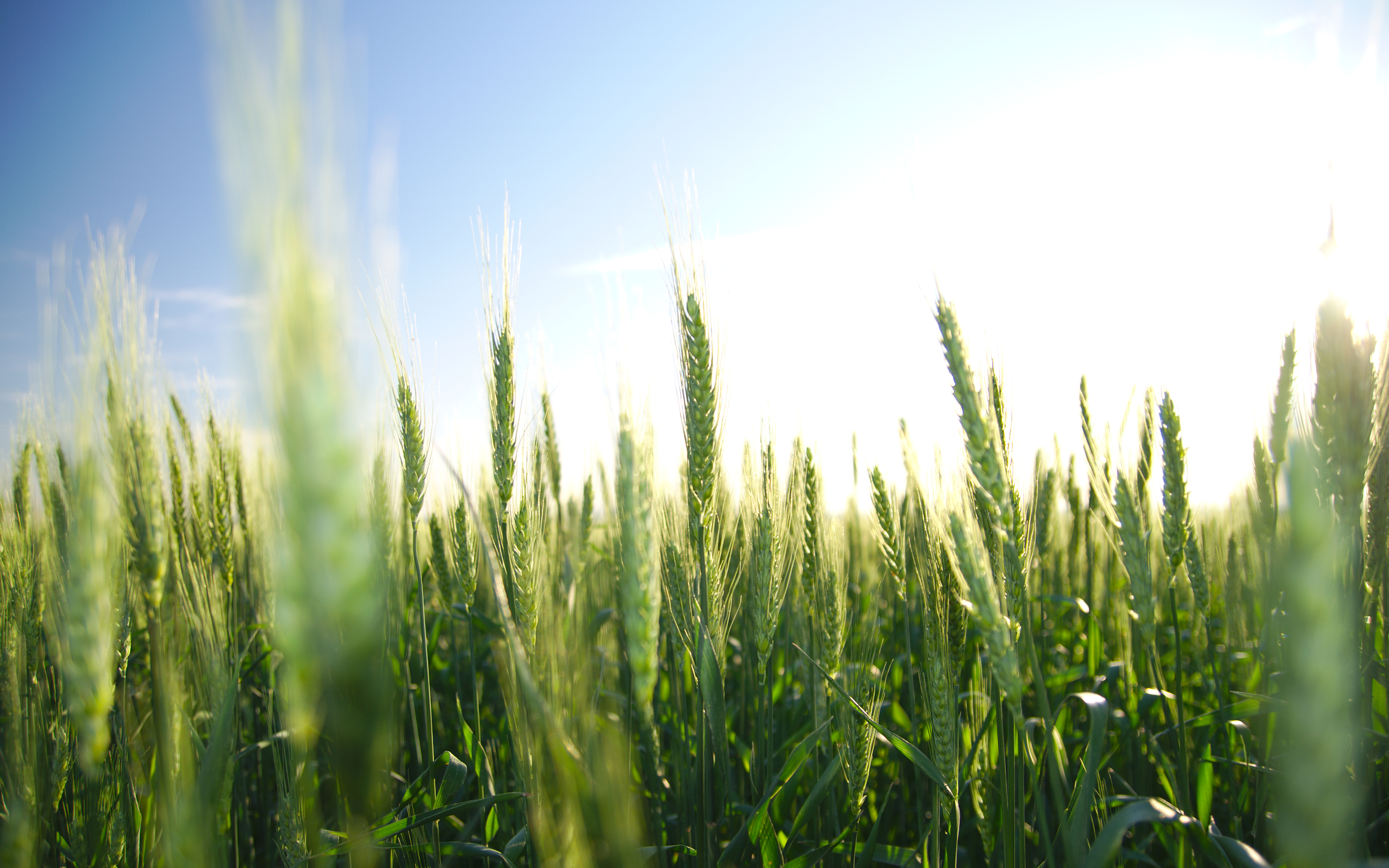 Nature Plants Leaves Wheat Macro Sky 2560x1600