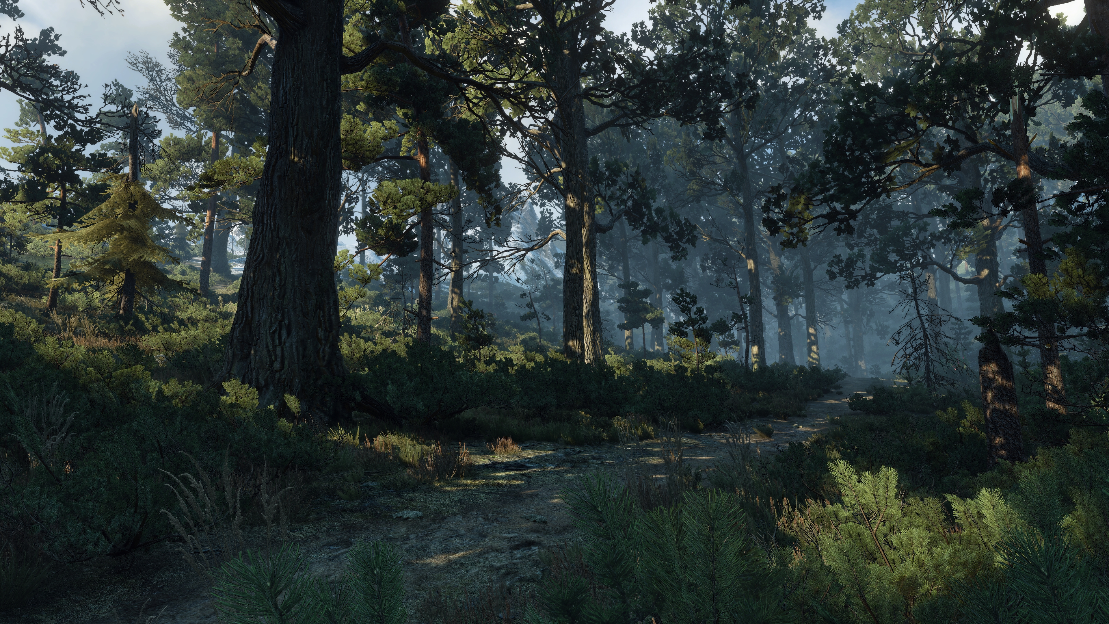 The Witcher 3 Wild Hunt Screen Shot PC Gaming Forest Skellige 3840x2160