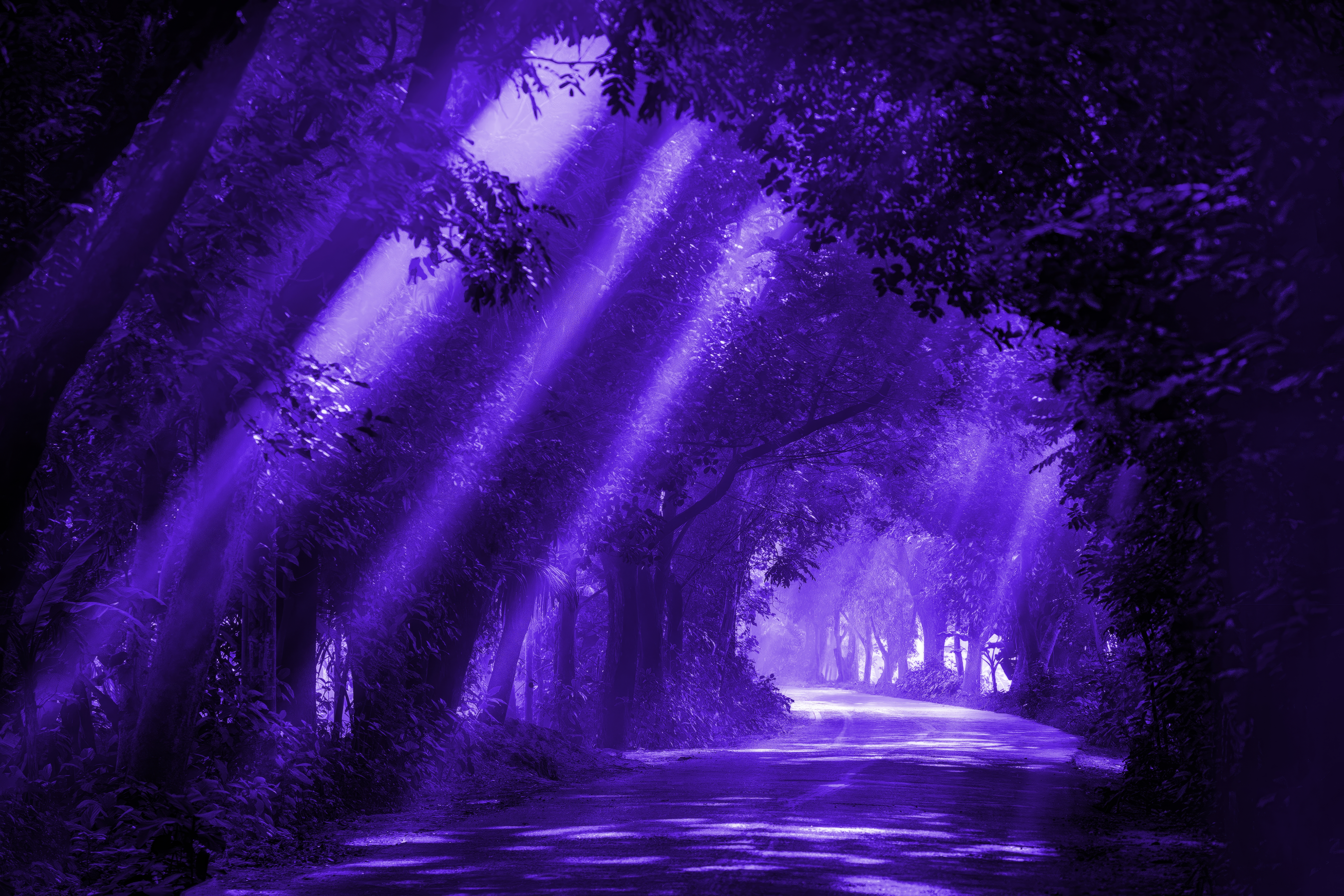 Forest Road Purple Lights Shining Night Dark 6000x4000