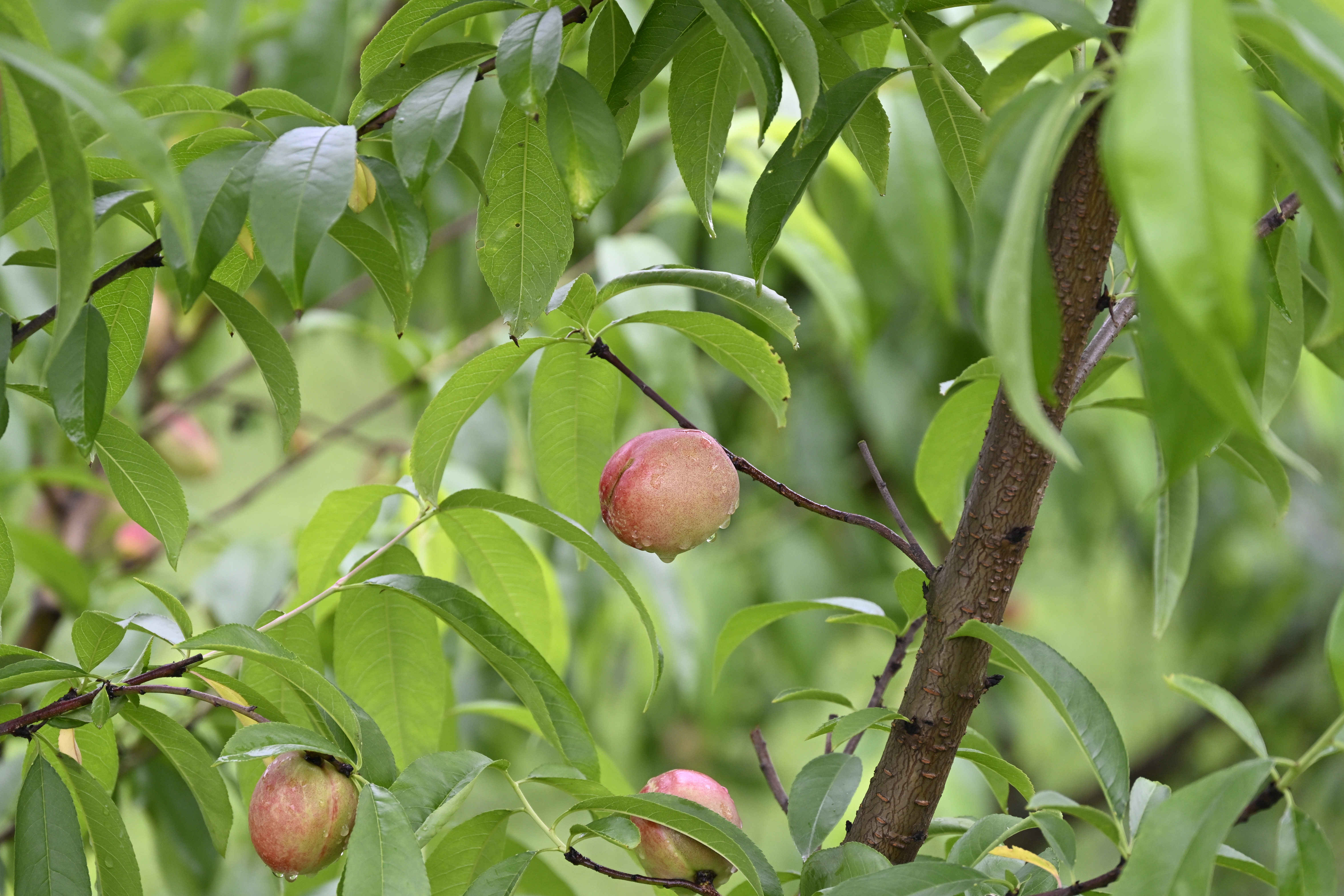 Nature Fruit Closeup 6048x4032