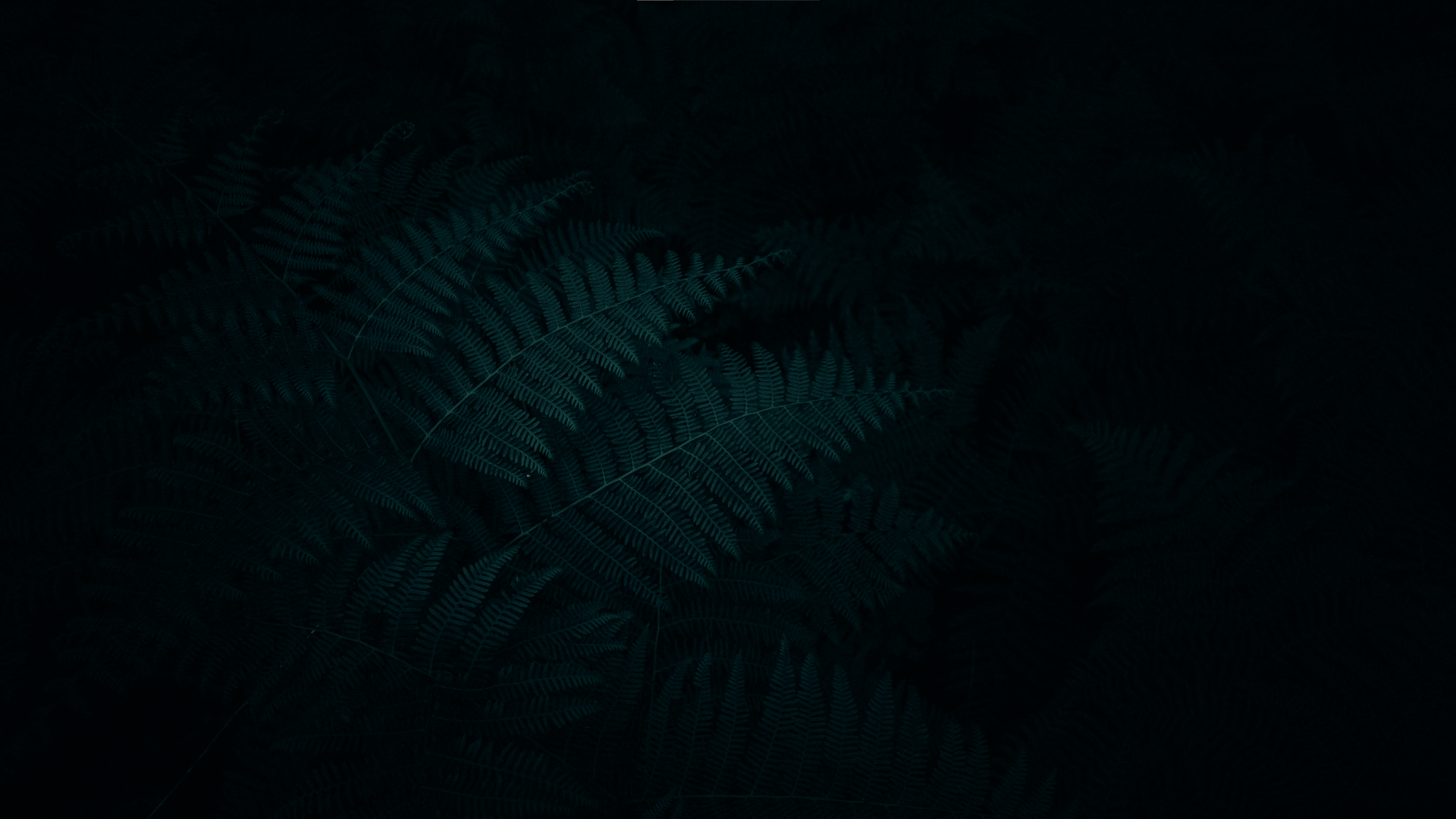 Ferns Night Forest 1920x1080