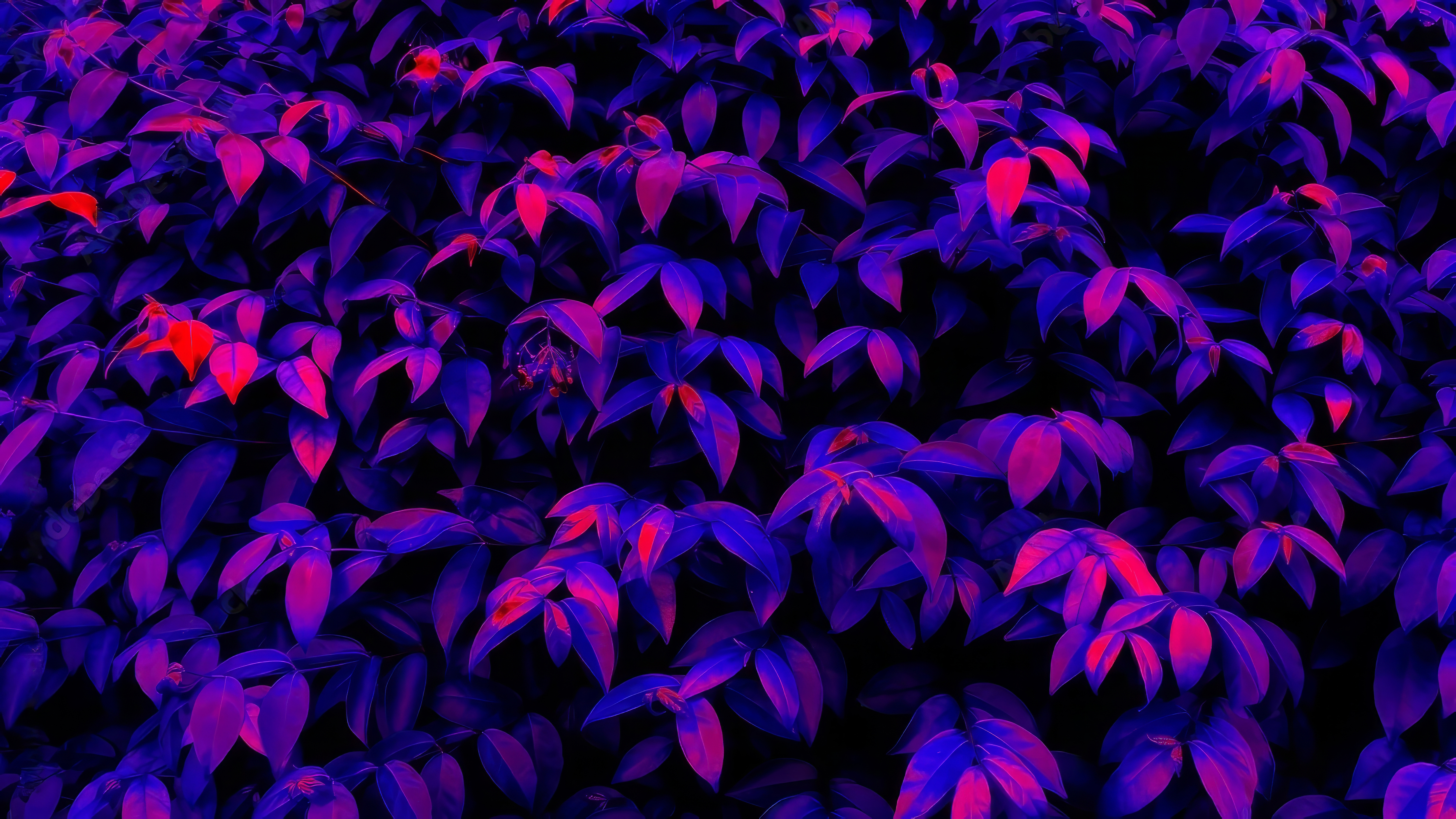 Leaves Blue Pink Red Neon Bright 5000x2815