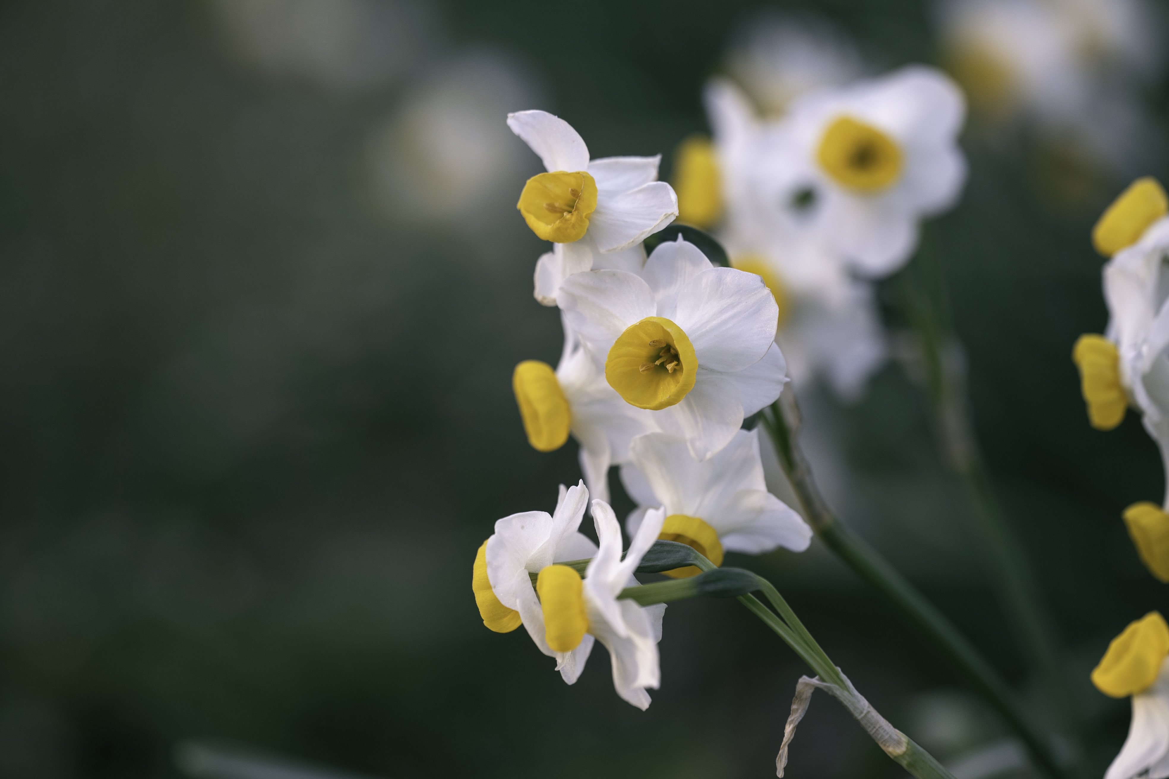 Flowers Daffodils Macro Nature 3936x2624