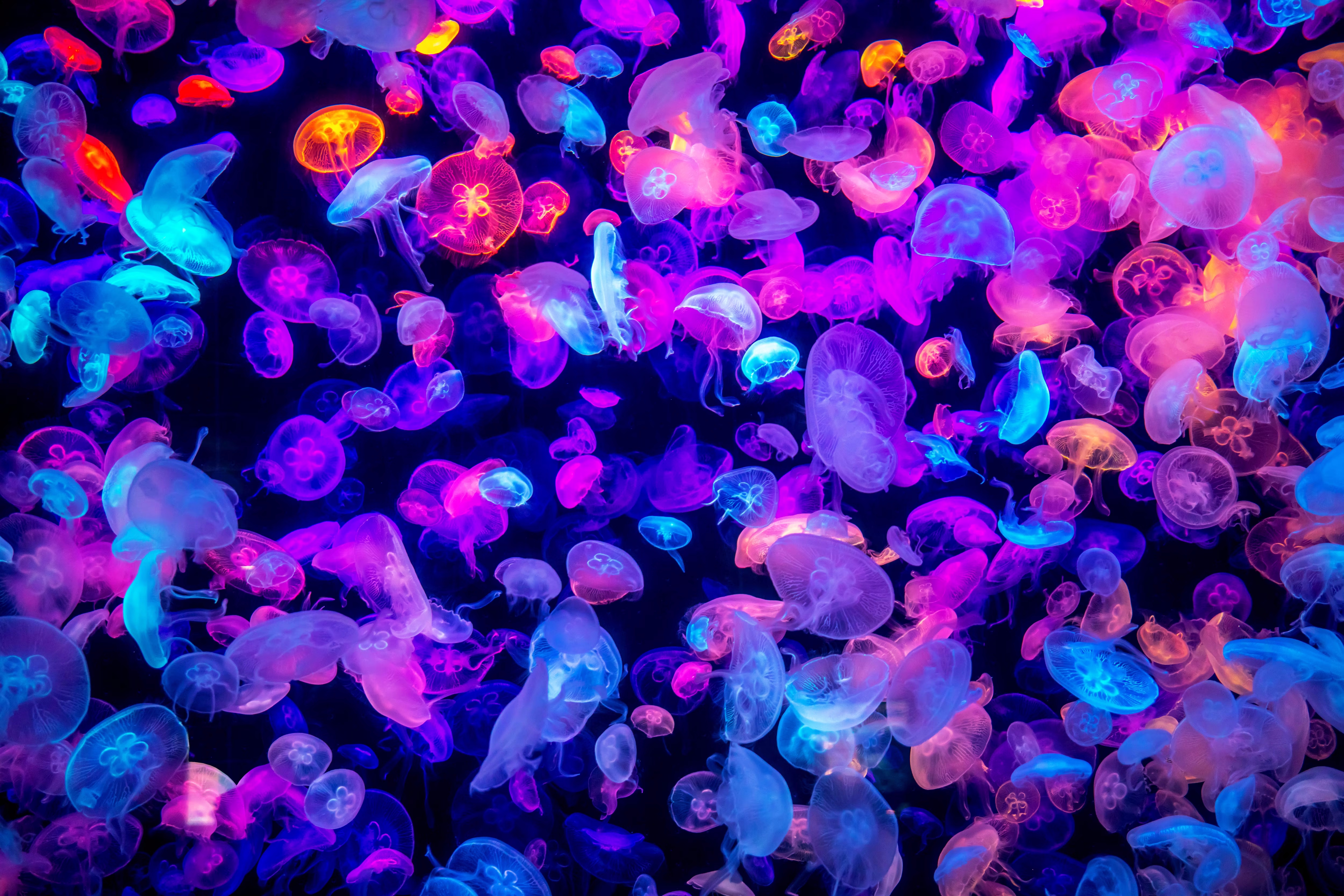 Jellyfish Swarm Of Jellyfishes Colorful Underwater Glowing Pink Blue Neon Orange Turquoise 5000x3335