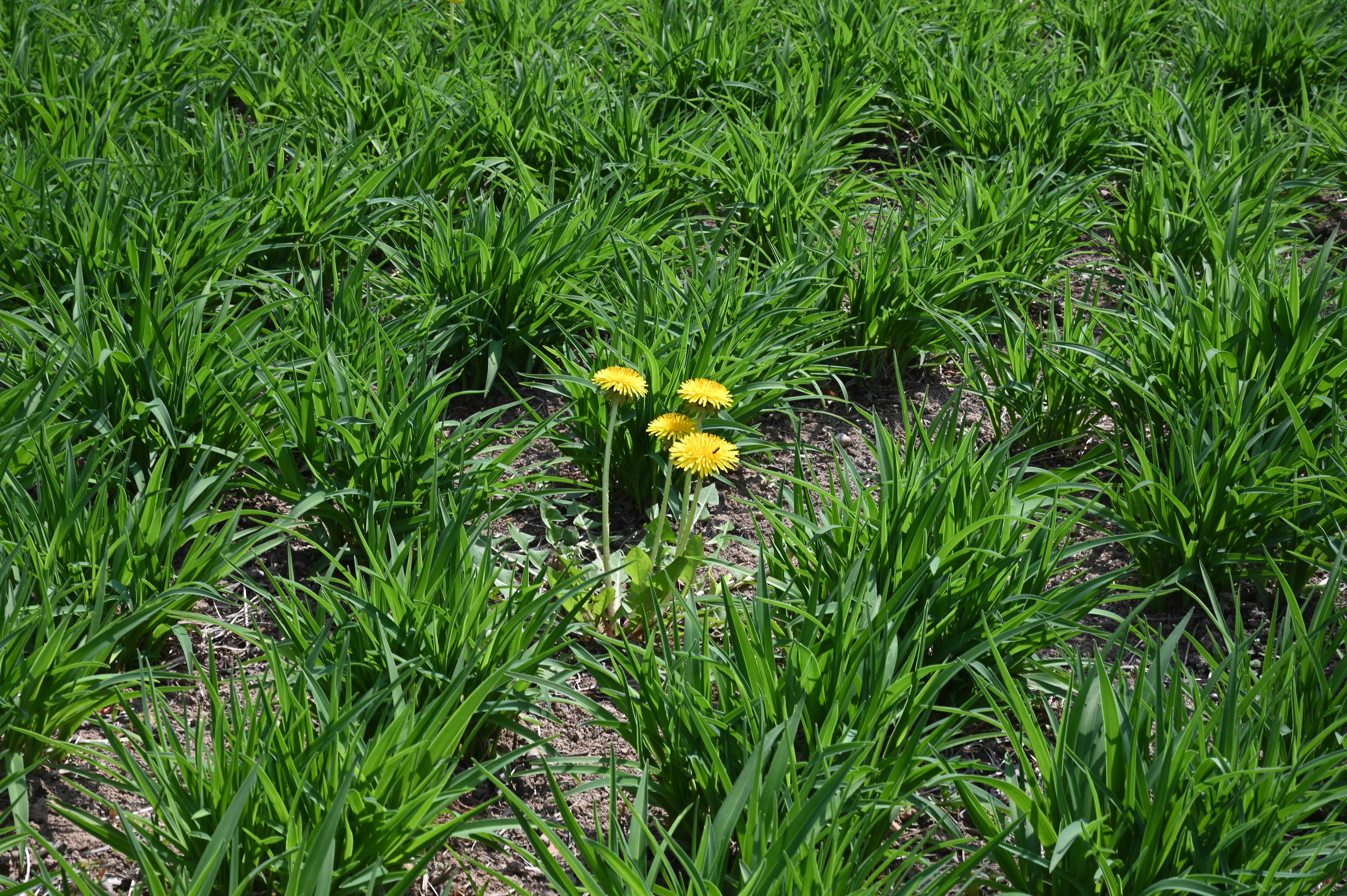 Grass Yellow Flowers Nature Outdoors Dandelion 6048x4024