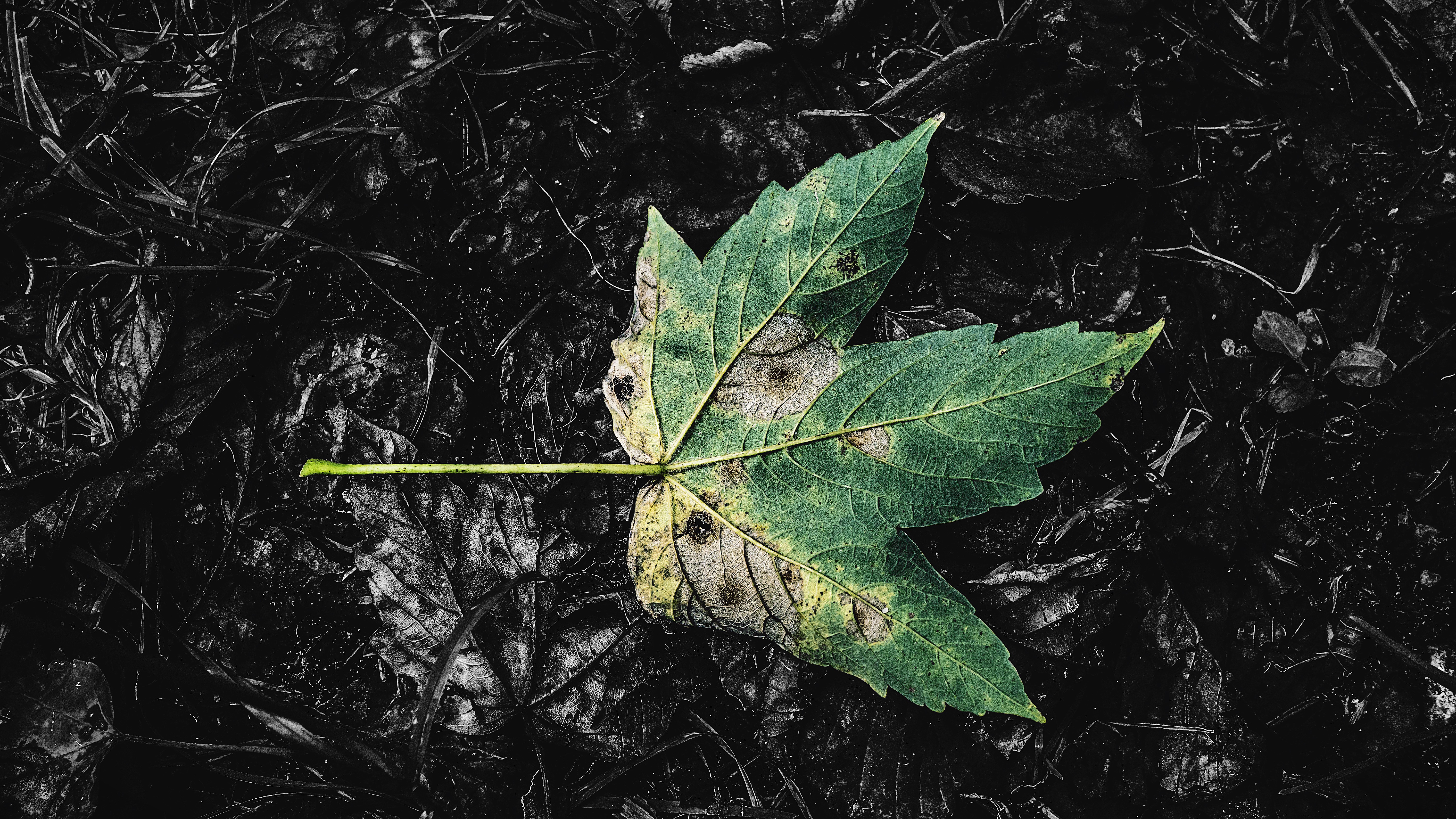 Leaves Fall Selective Coloring Outdoors Photography 6000x3376