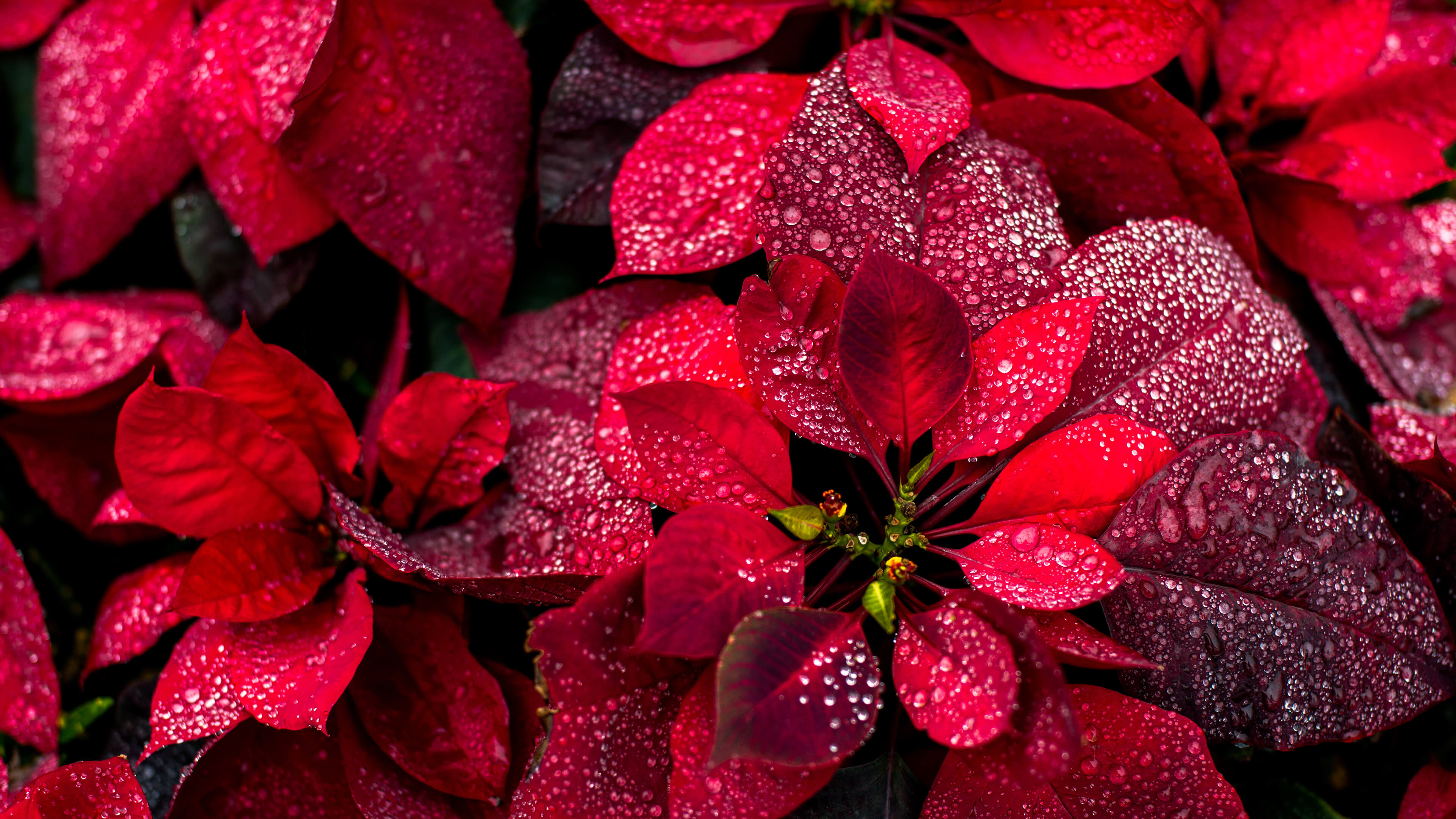 Red Plants Leaves Water Drops Nature Portrait Display Closeup 3840x2160