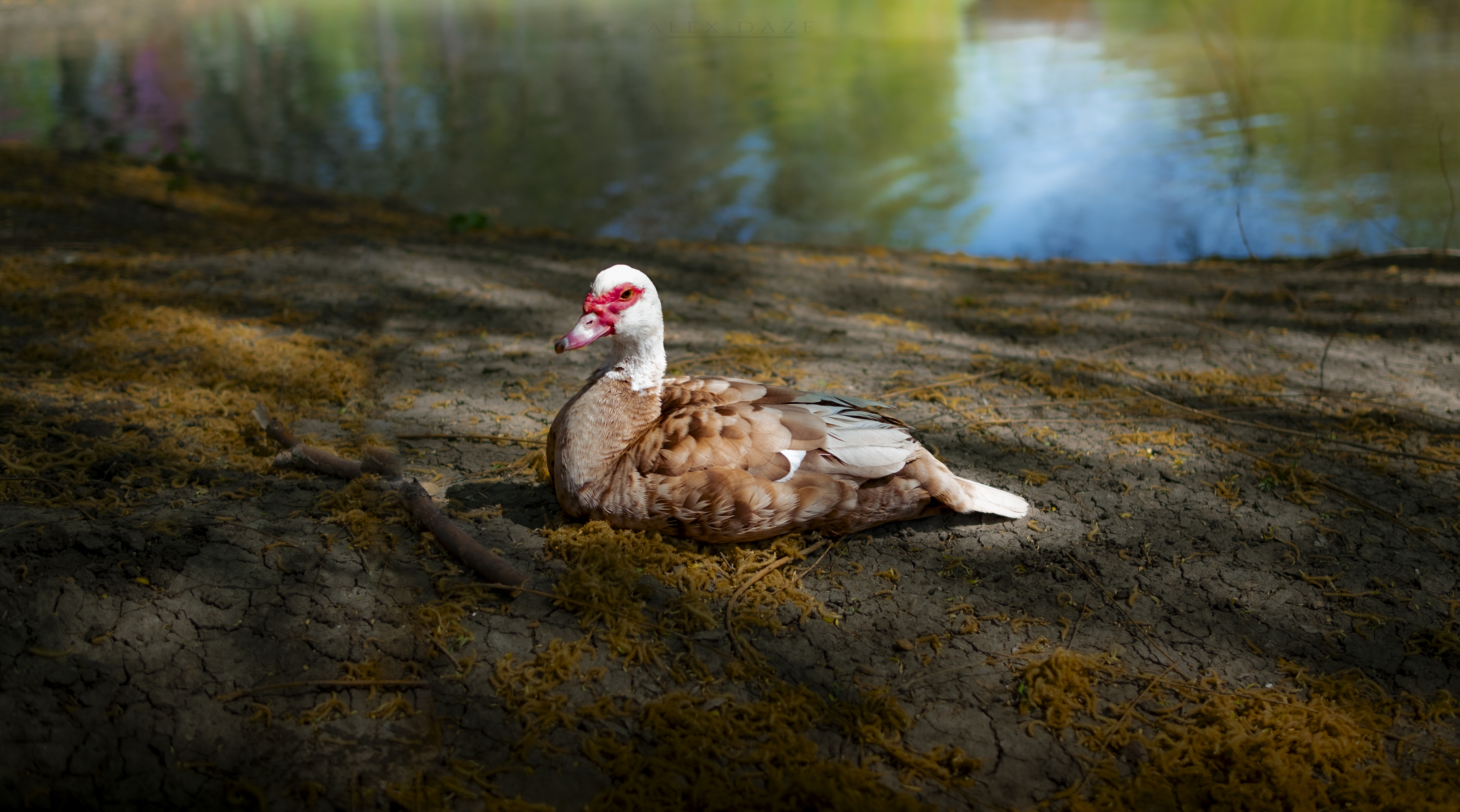 Photography Geese Animals Lake Sunlight 6240x3472