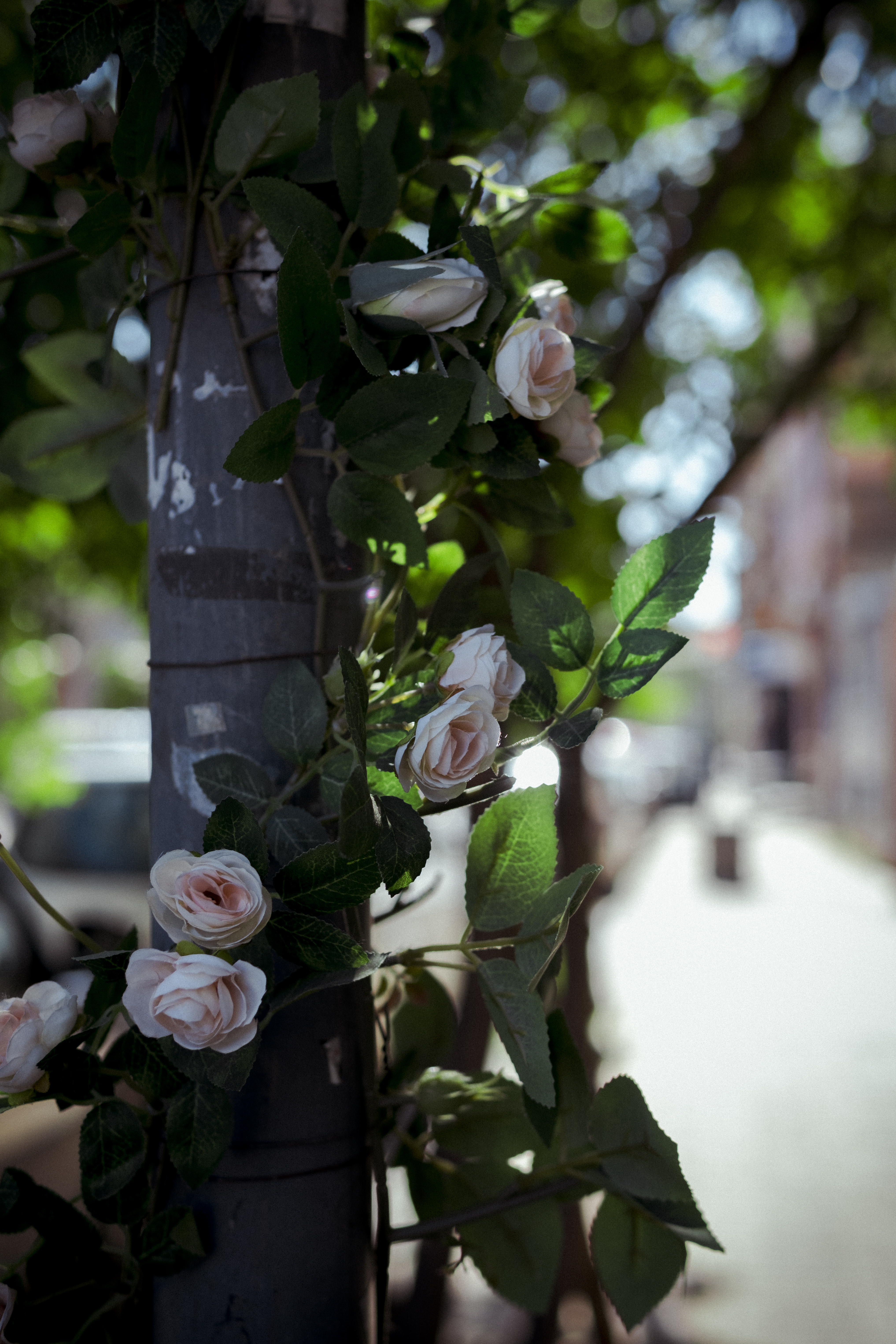 Photography Street Leaves Flowers Rose Blurry Background Bokeh 4069x6104