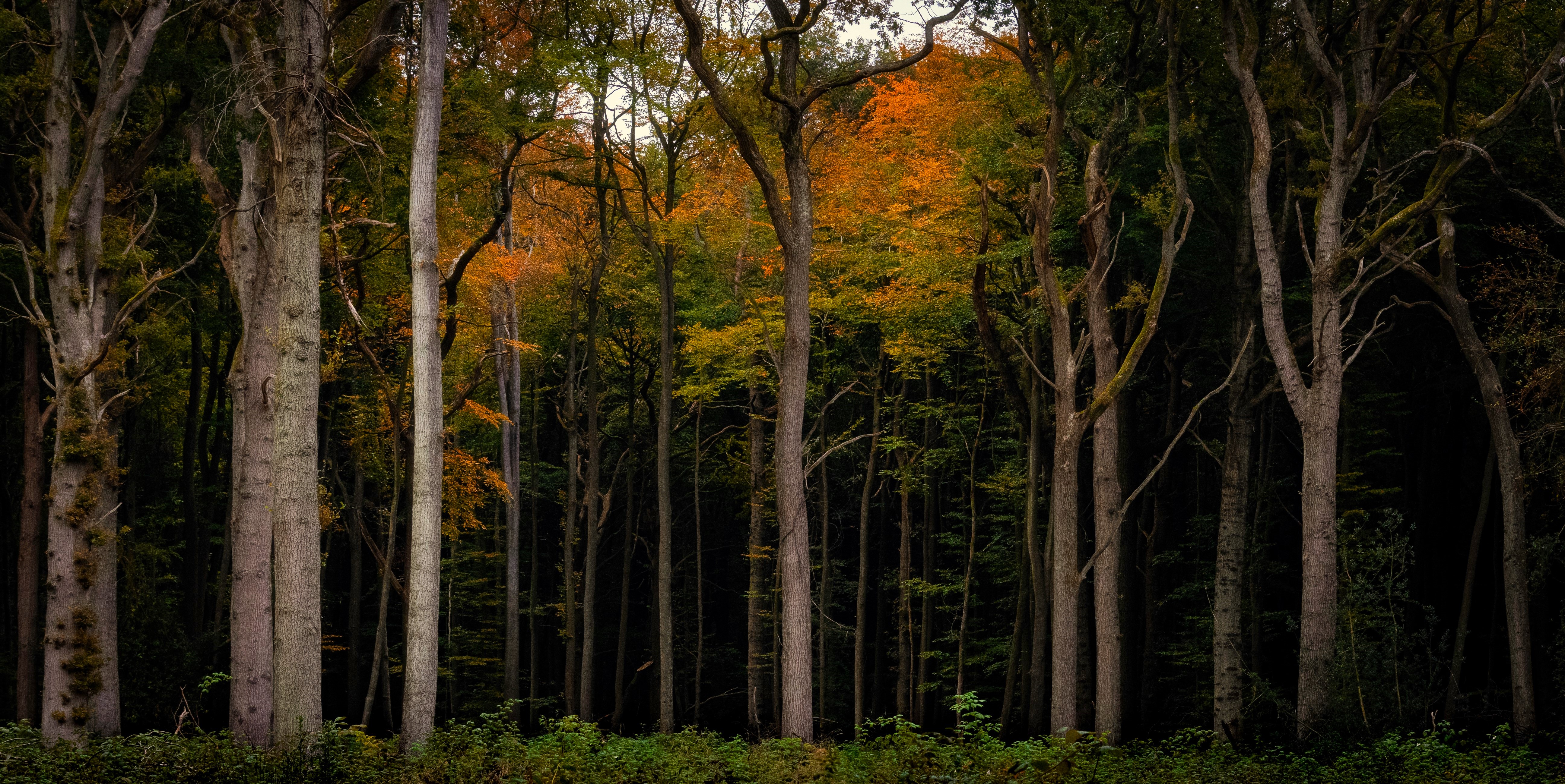 Nature Trees Forest Fall Dark Low Light Plants 5188x2601