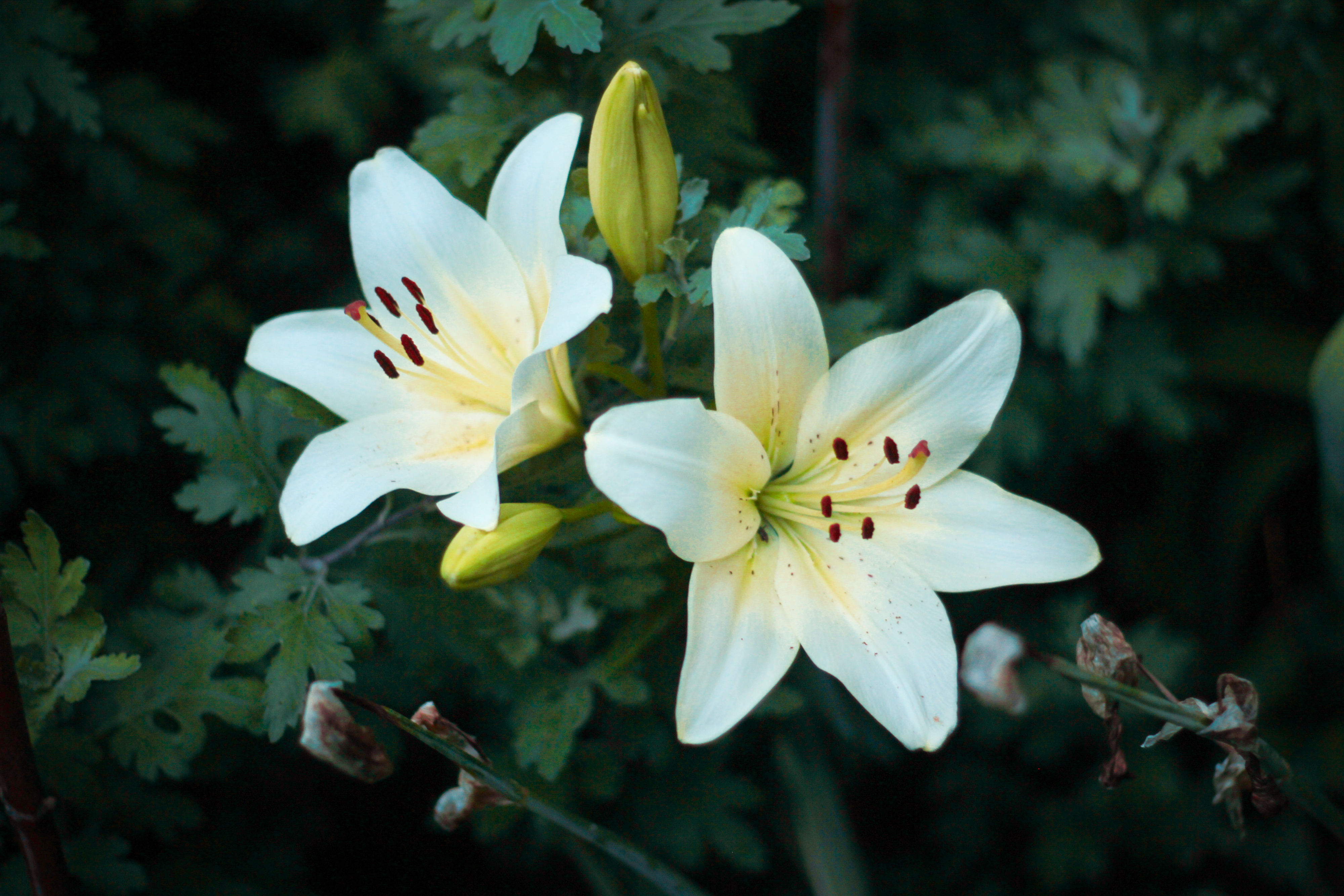 Nature Flowers Green Yellow Plants 4000x2667