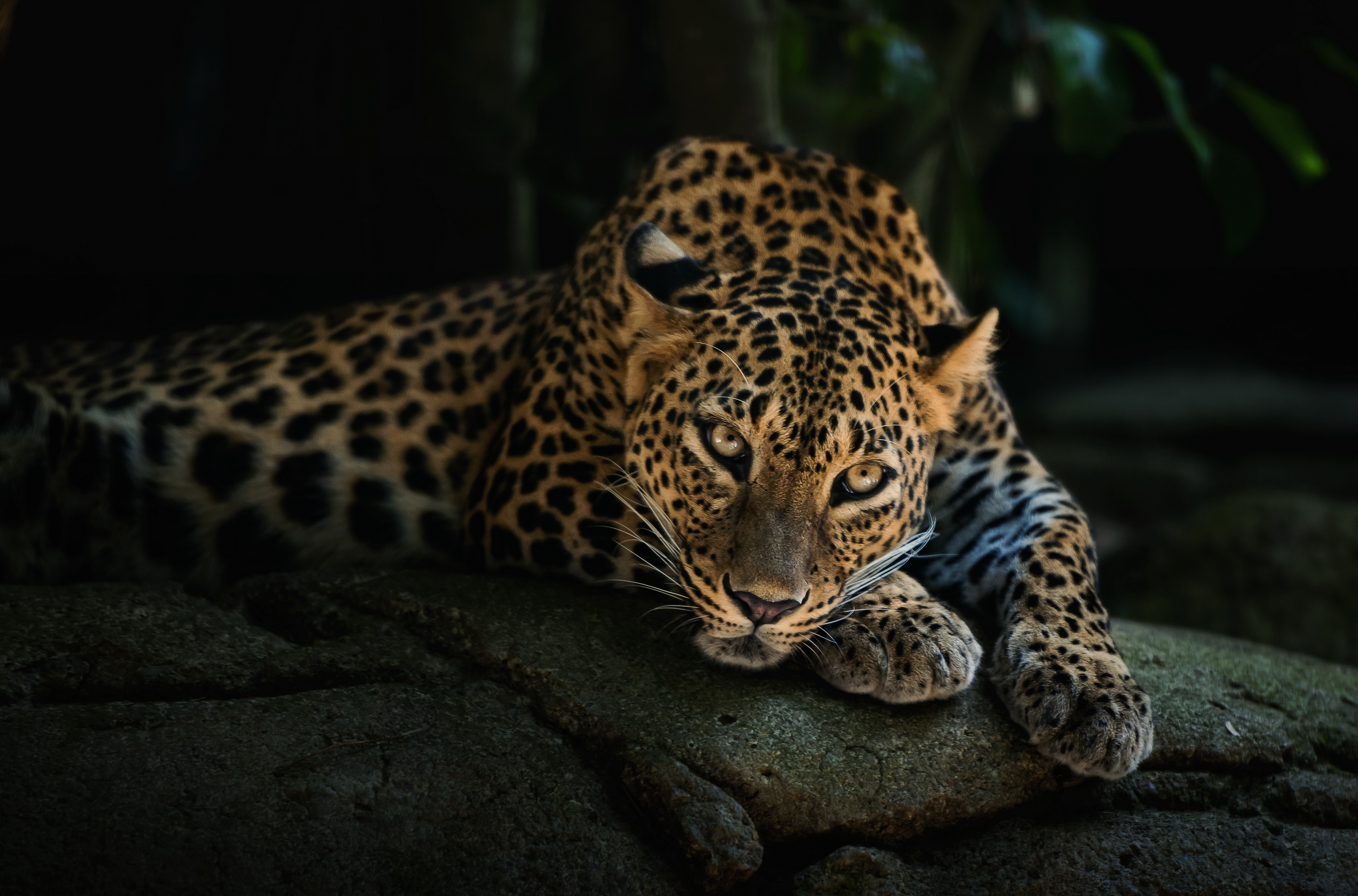 Animals Leopard Big Cats Feline Mammals Cat Eyes Whiskers Rocks Outdoors Nature 4000x2640