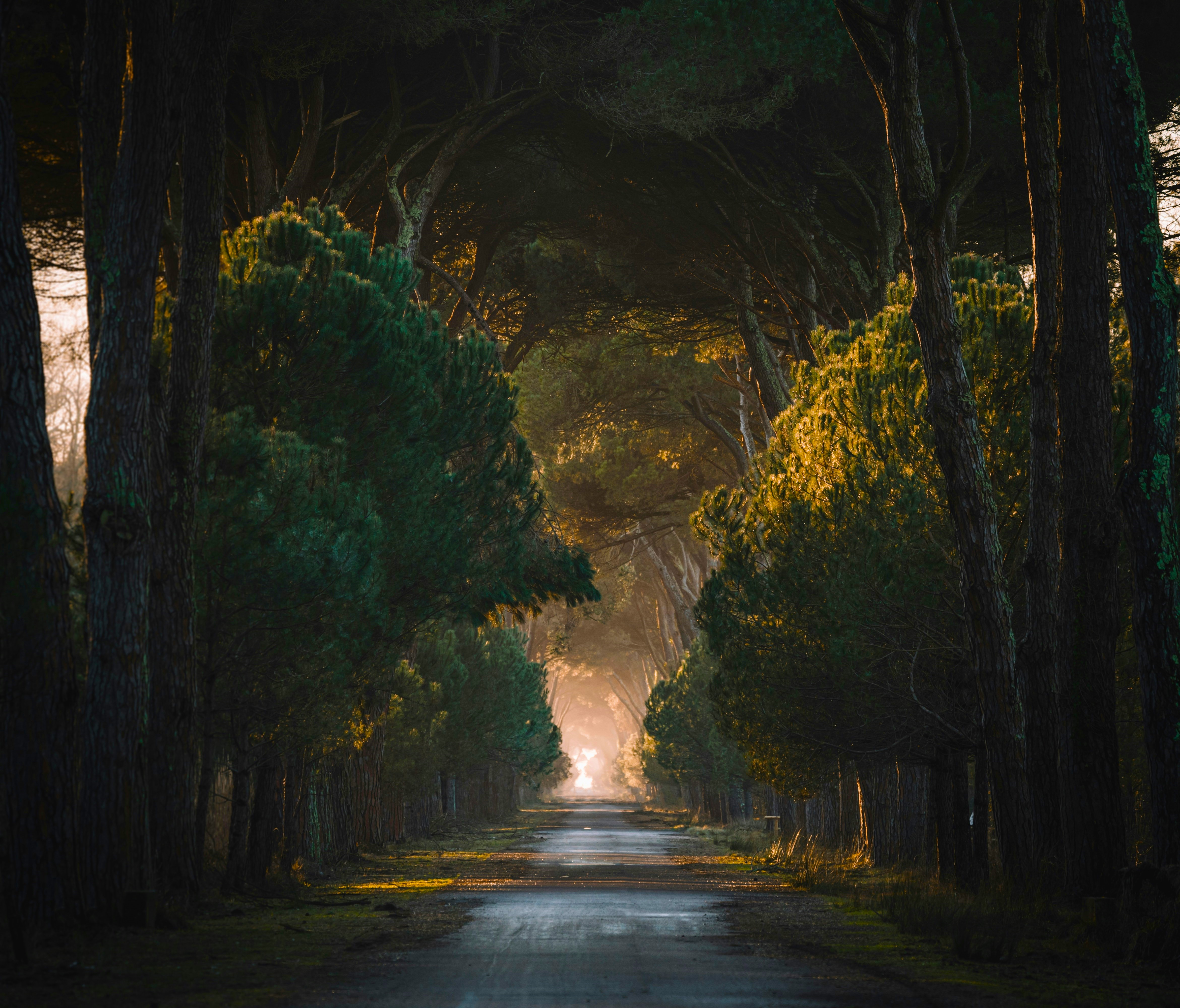 Nature Landscape Trees Branch Road Sunlight Asphalt Grass Far View Sunrise Tunnel Of Trees Italy 4681x4000