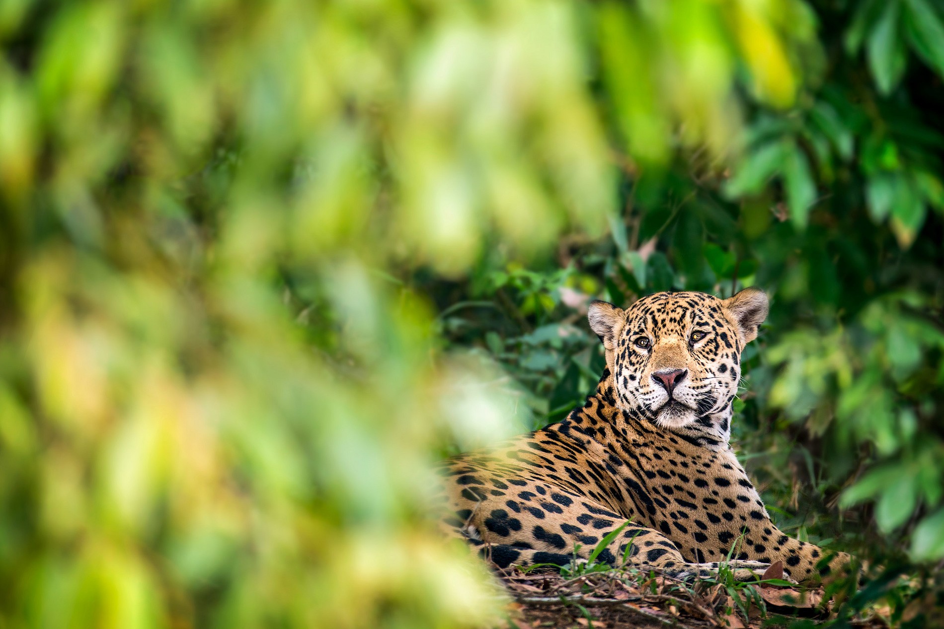 Photography Ian Plant Nature Animals Jaguar Cat Jungle Forest Depth Of ...