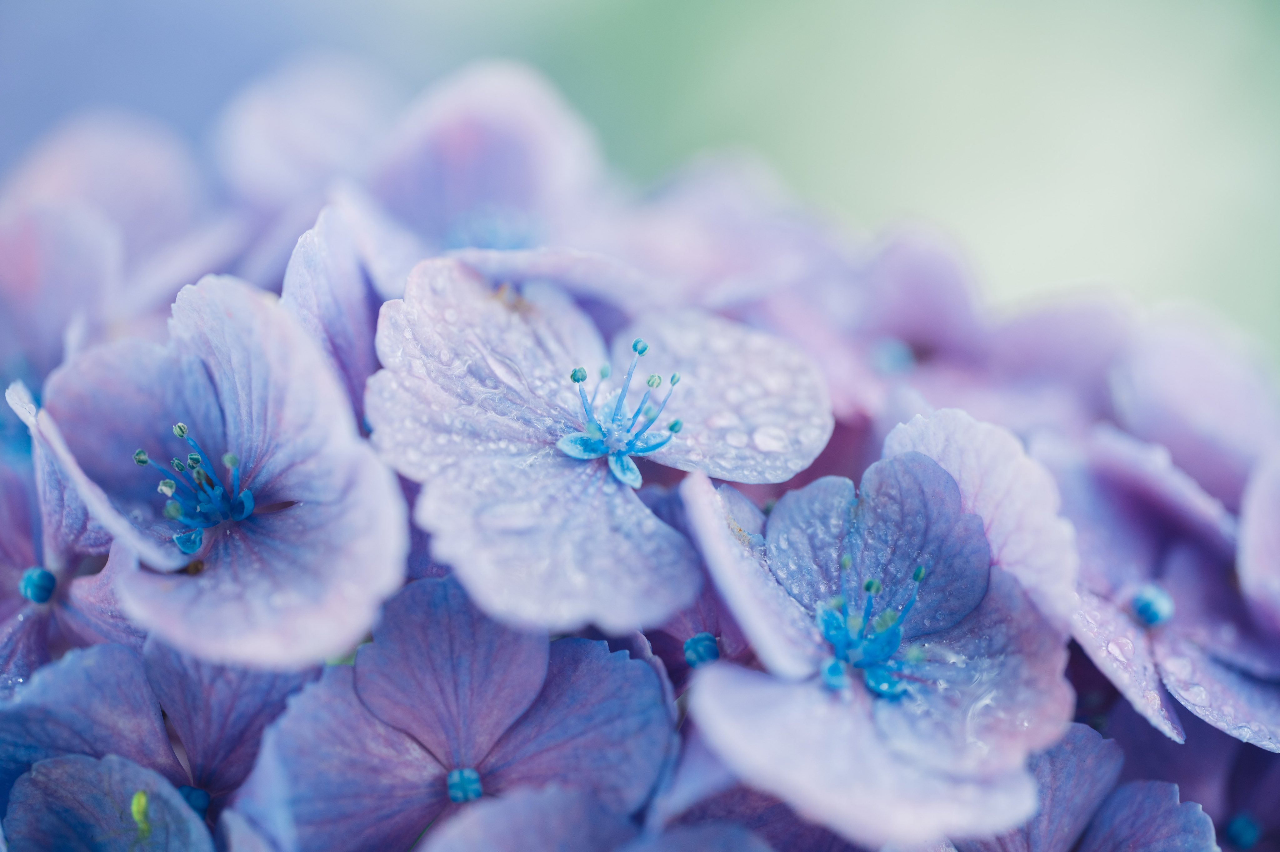 Hydrangea Purple Flowers Flowers Macro 4096x2726