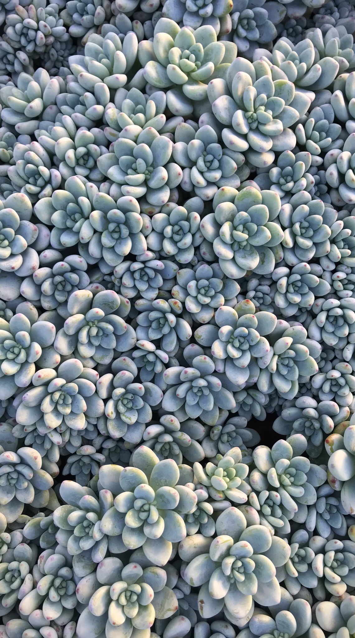 Plants Succulent Foliage Sedum Nature 1140x2048