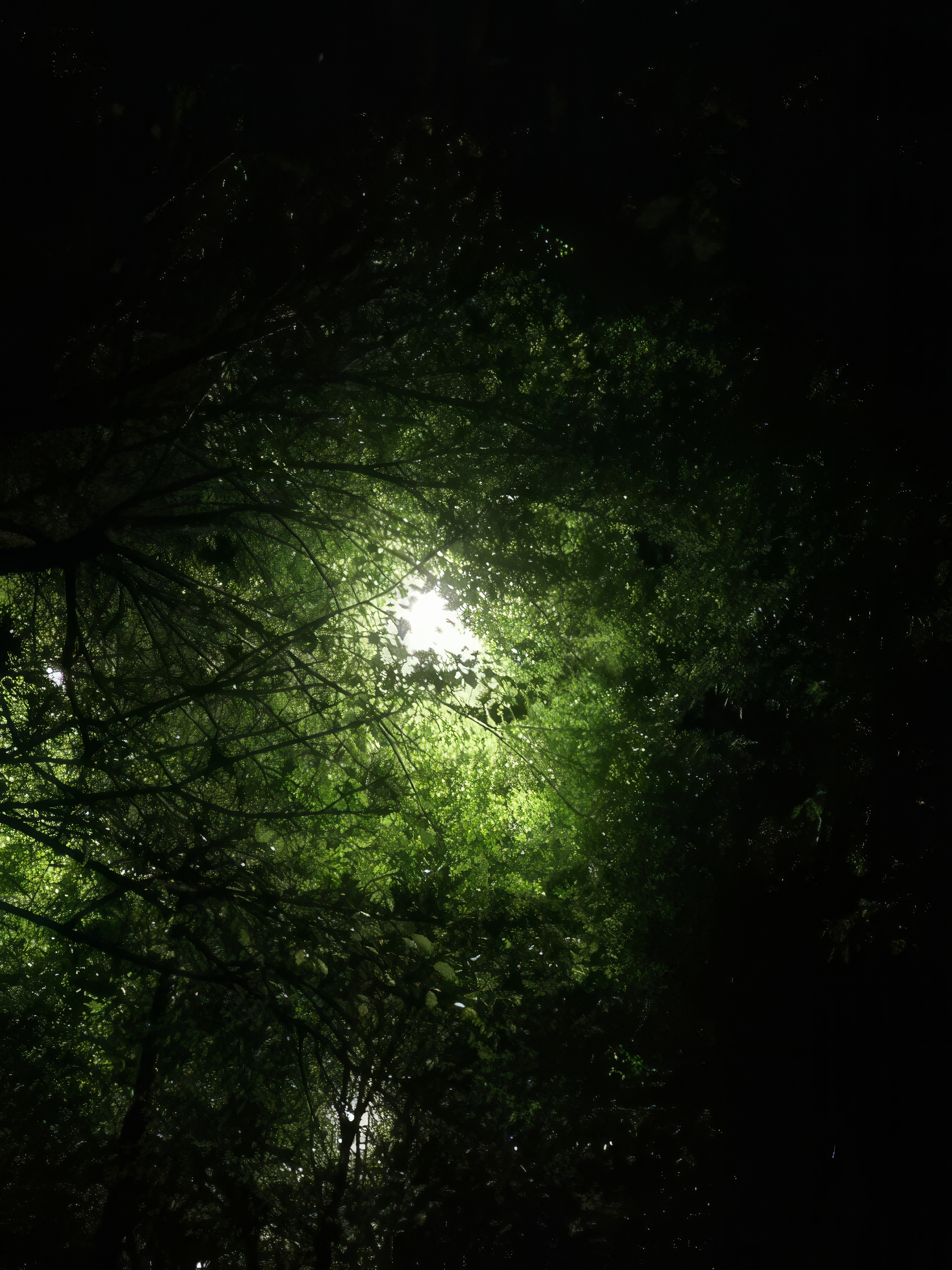 Nature Lights Trees Leaves 2718x3624