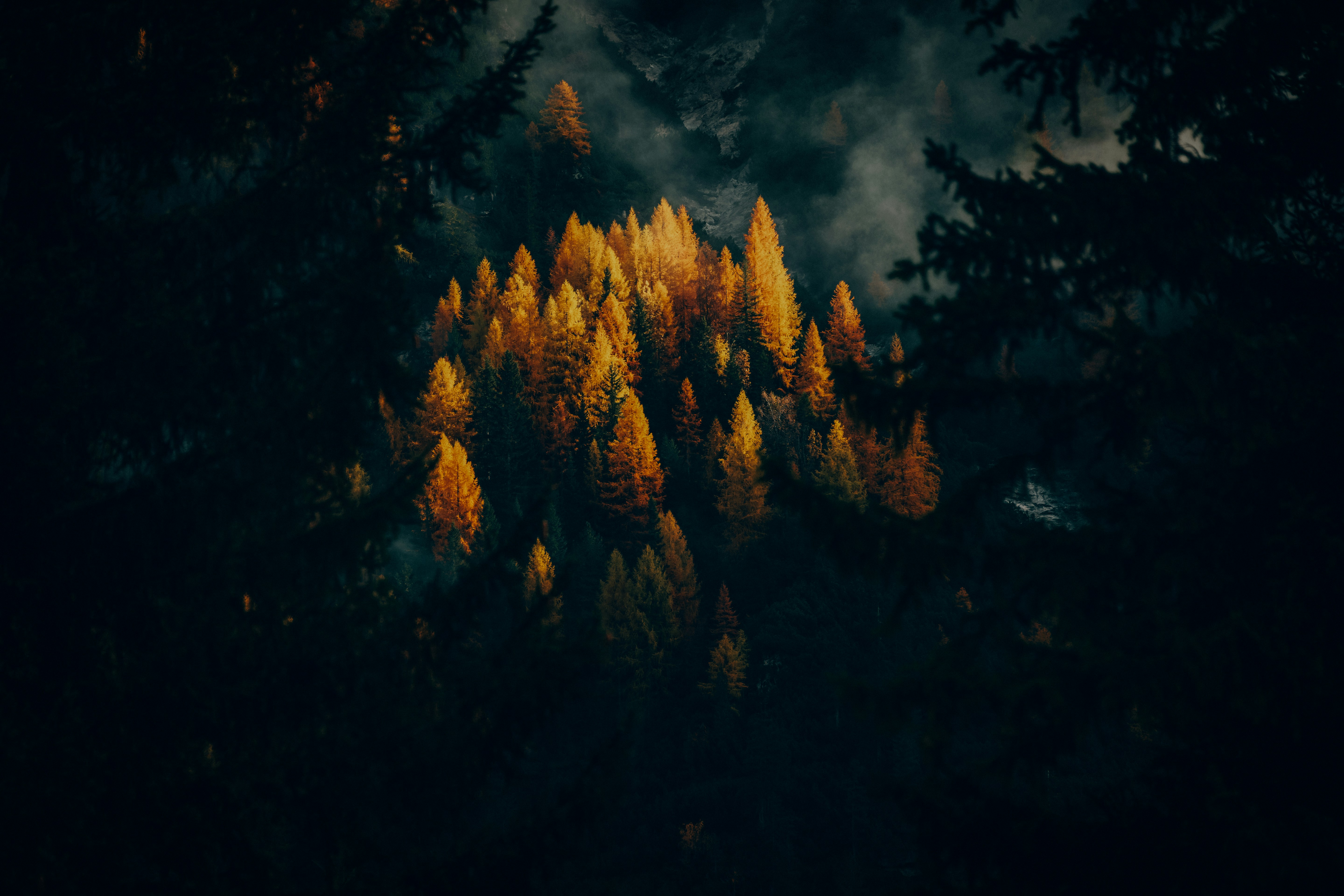 Nature Landscape Trees Forest Low Light Dark Fall Mist High Contrast Larch 5760x3840