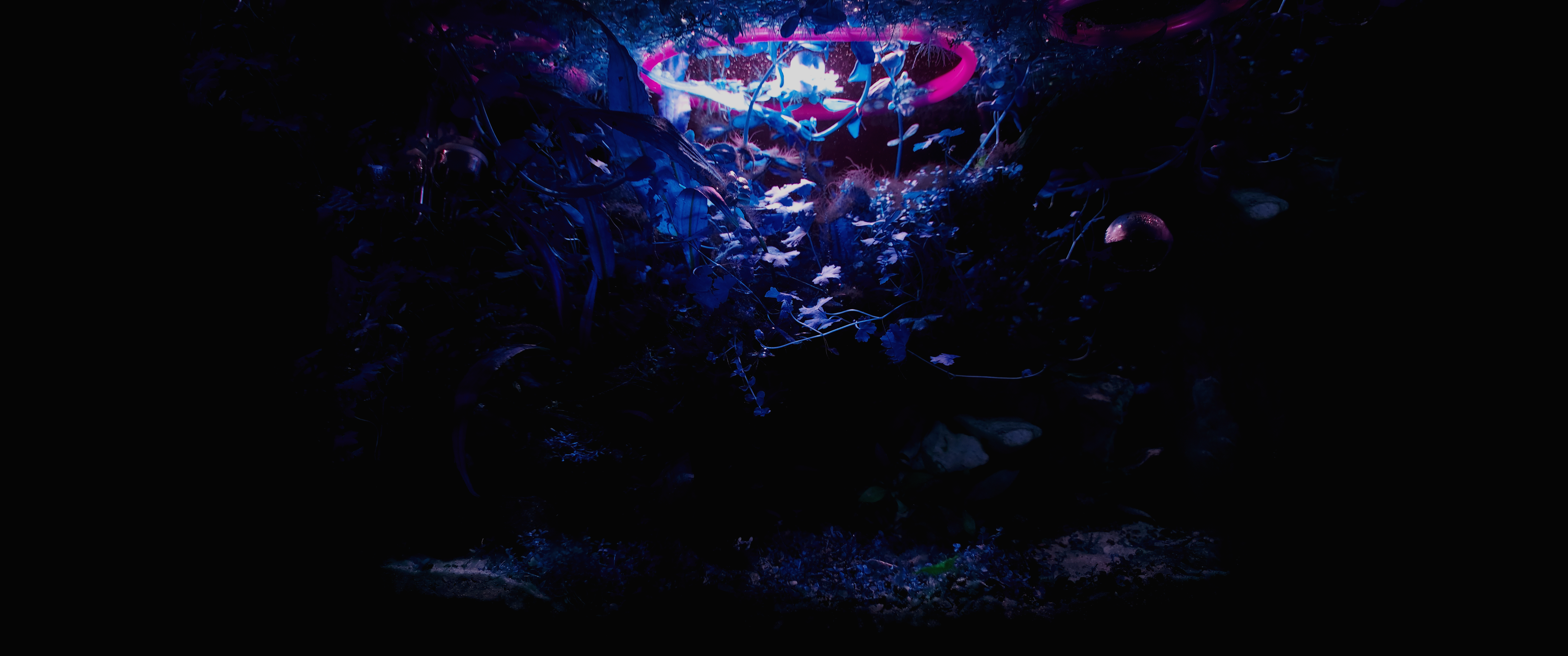 Purple Background Blue Background Aquarium Water Underwater Plants Photography Ultrawide 8284x3468
