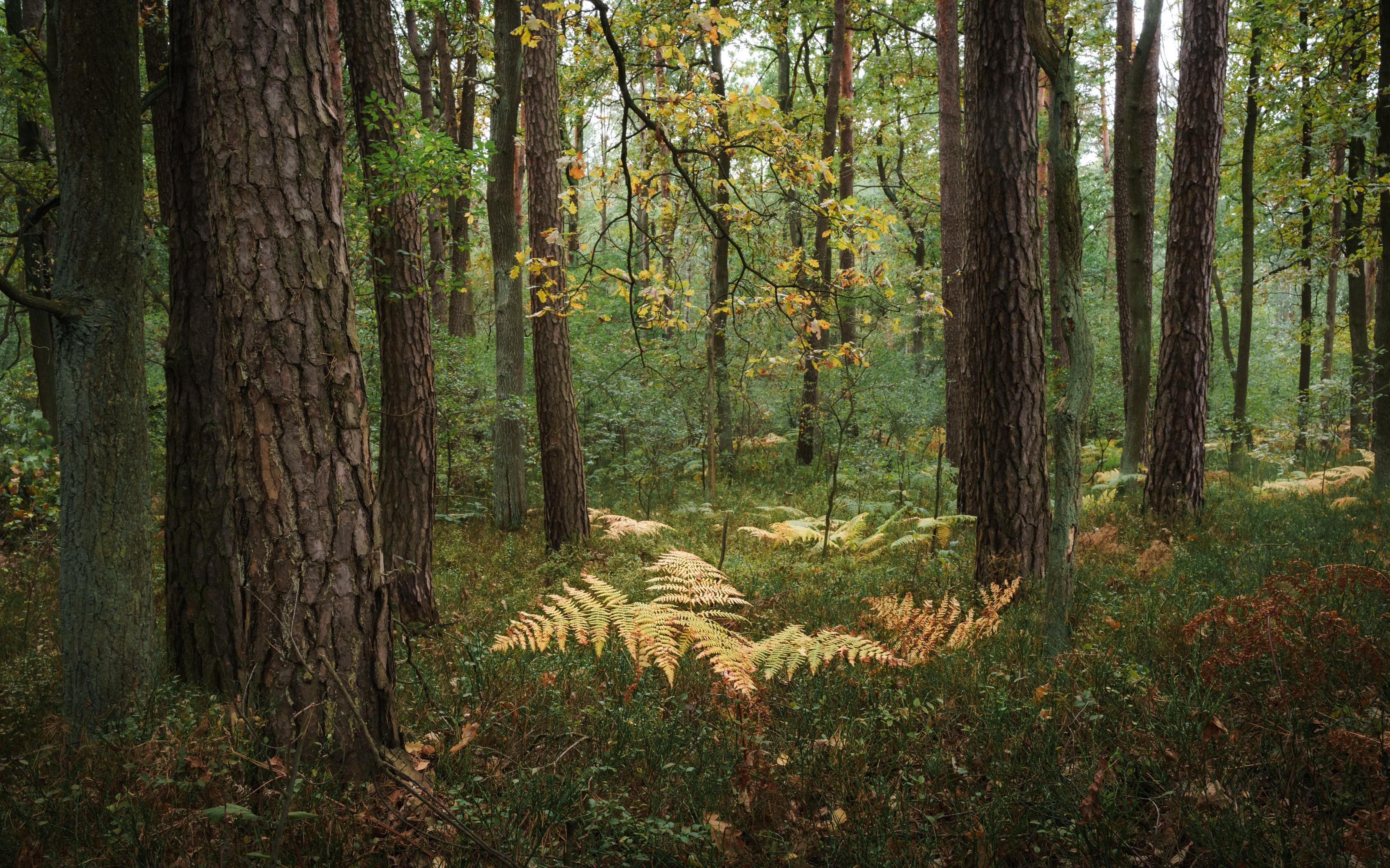 Forest Nature Poland Europe Trees Leaves 3200x2000