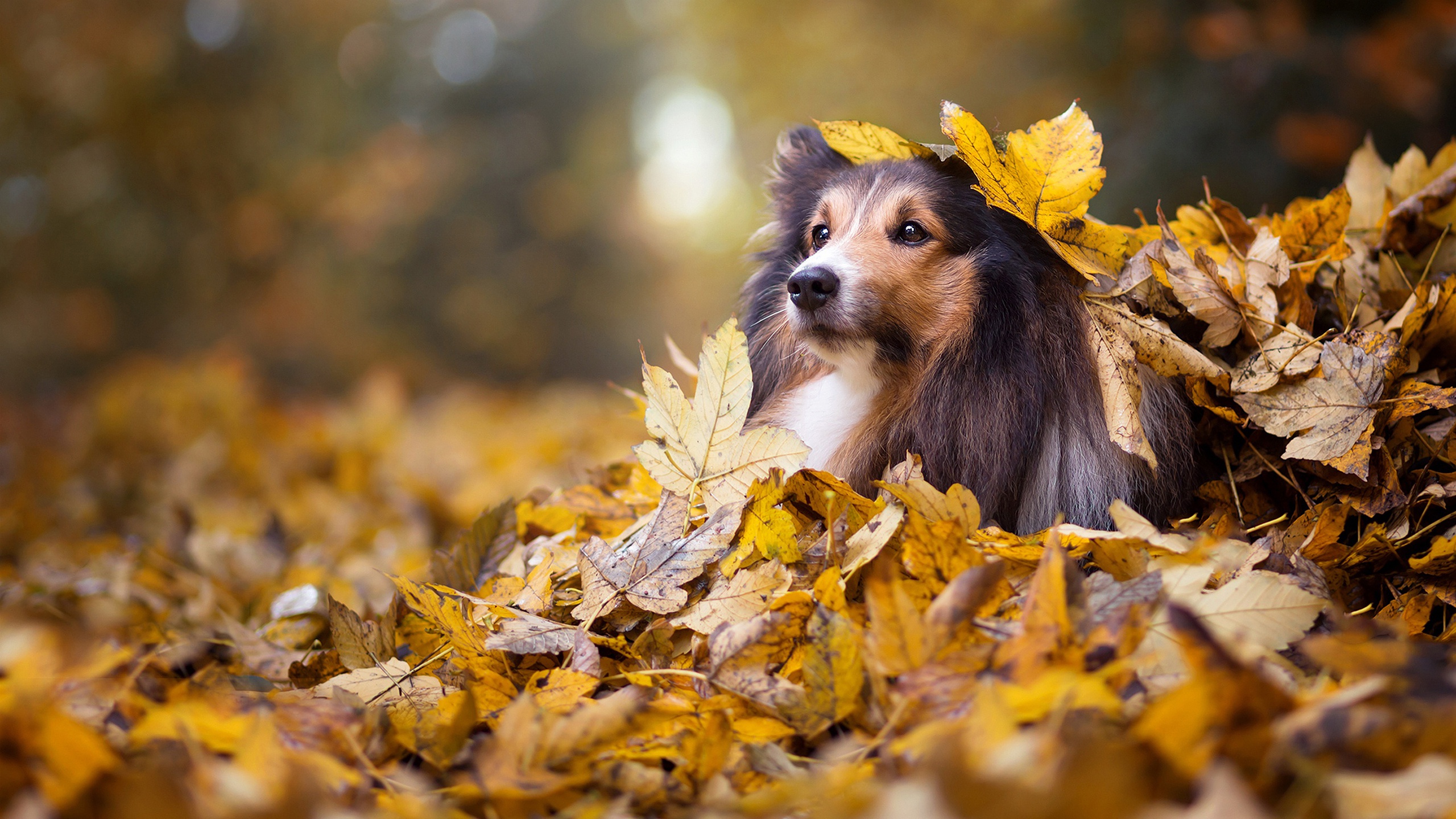 Animals Dog Mammals Fall Fallen Leaves Outdoors Nature 2560x1440