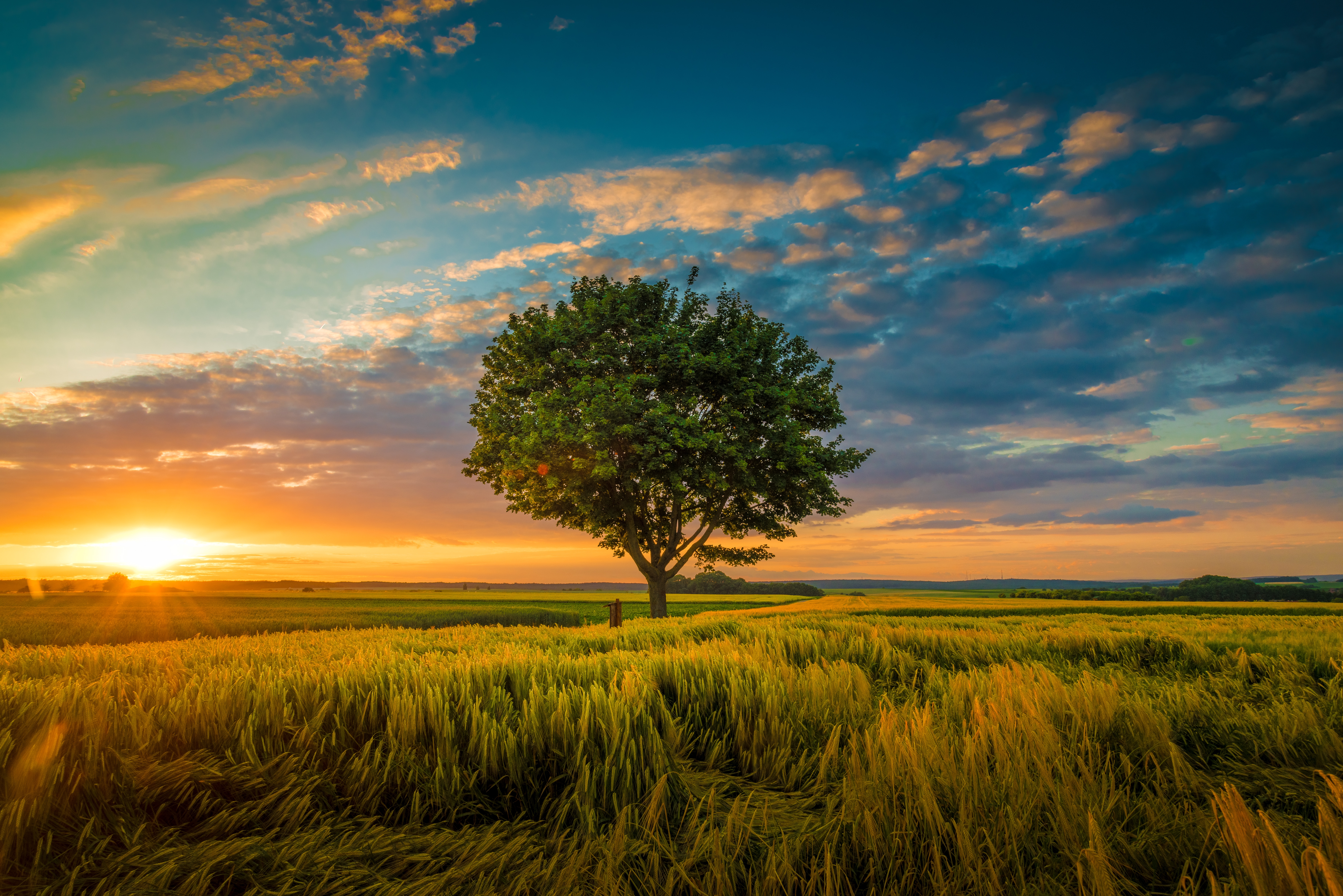 Tree Bark Trees Grass Golden Hour Sky Clouds Sunset Nature Wide Angle 7087x4730