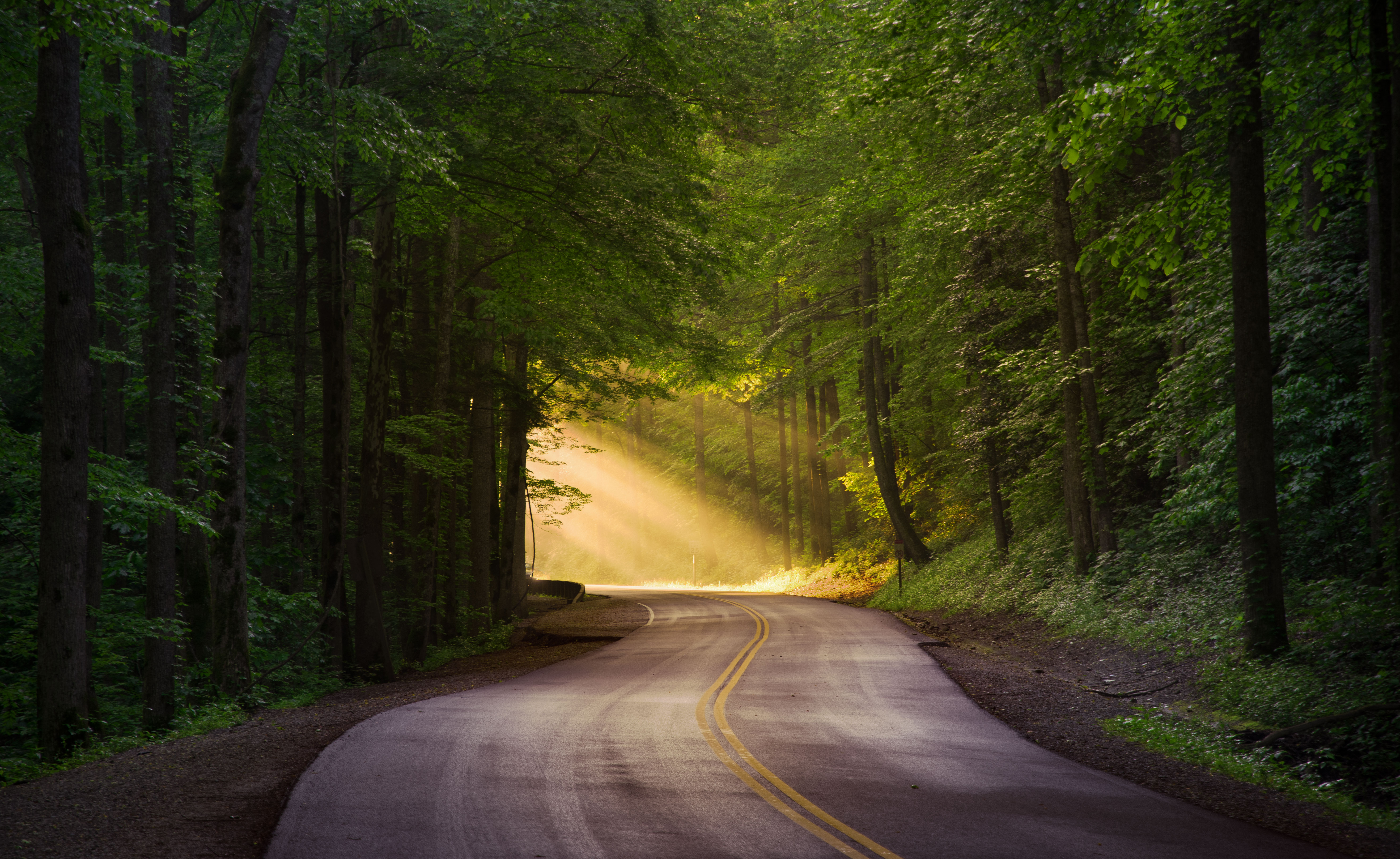 Nature Landscape Road Asphalt Trees Forest Sunlight Sun Rays Plants Grass 5930x3637