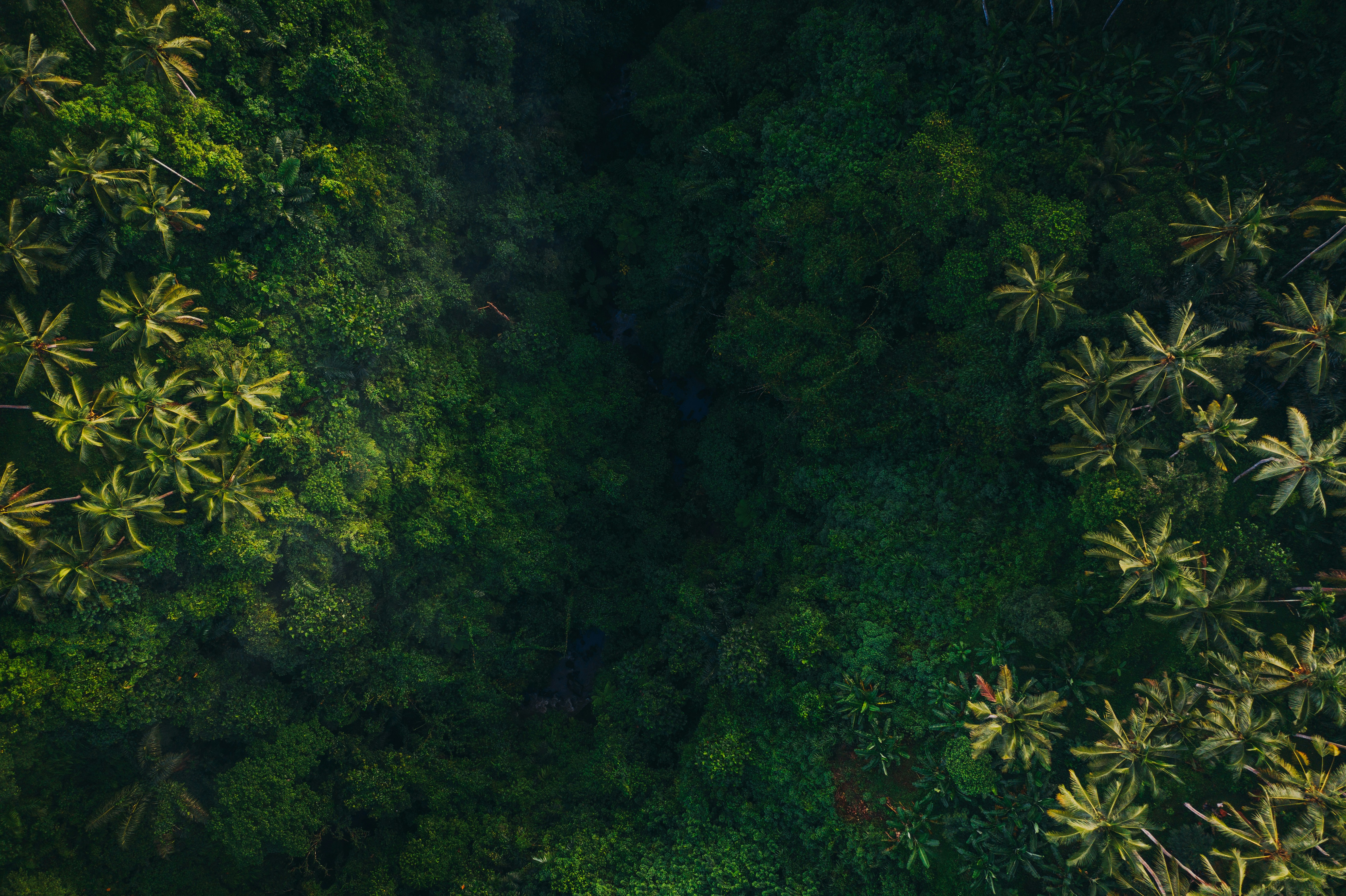 Nature Trees Leaves Plants Foliage High Angle Drone Photo Aerial View Green Rainforest Palm Trees Ba 5464x3640