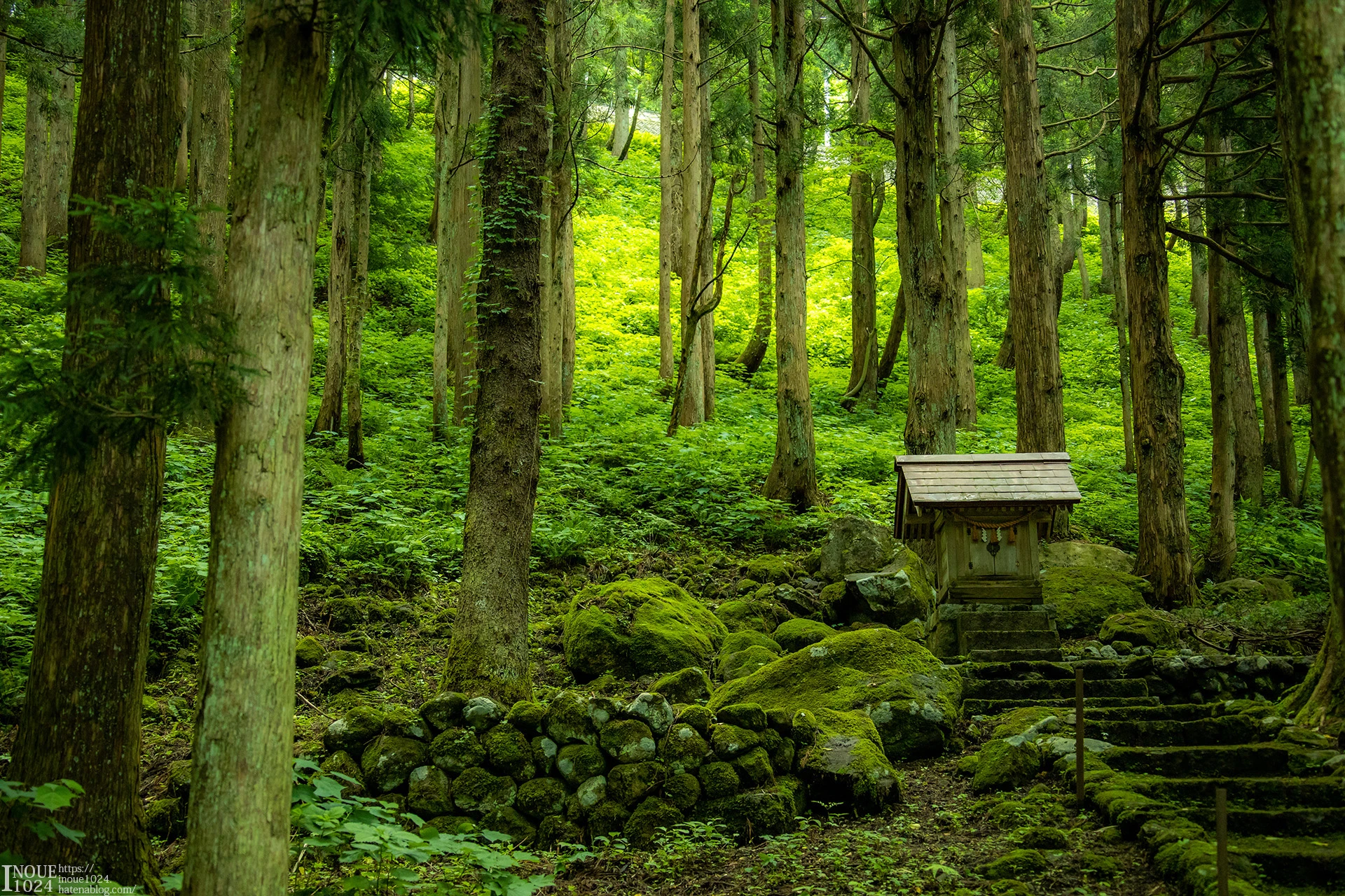 Japan Forest Green Nature Trees Moss 1920x1280