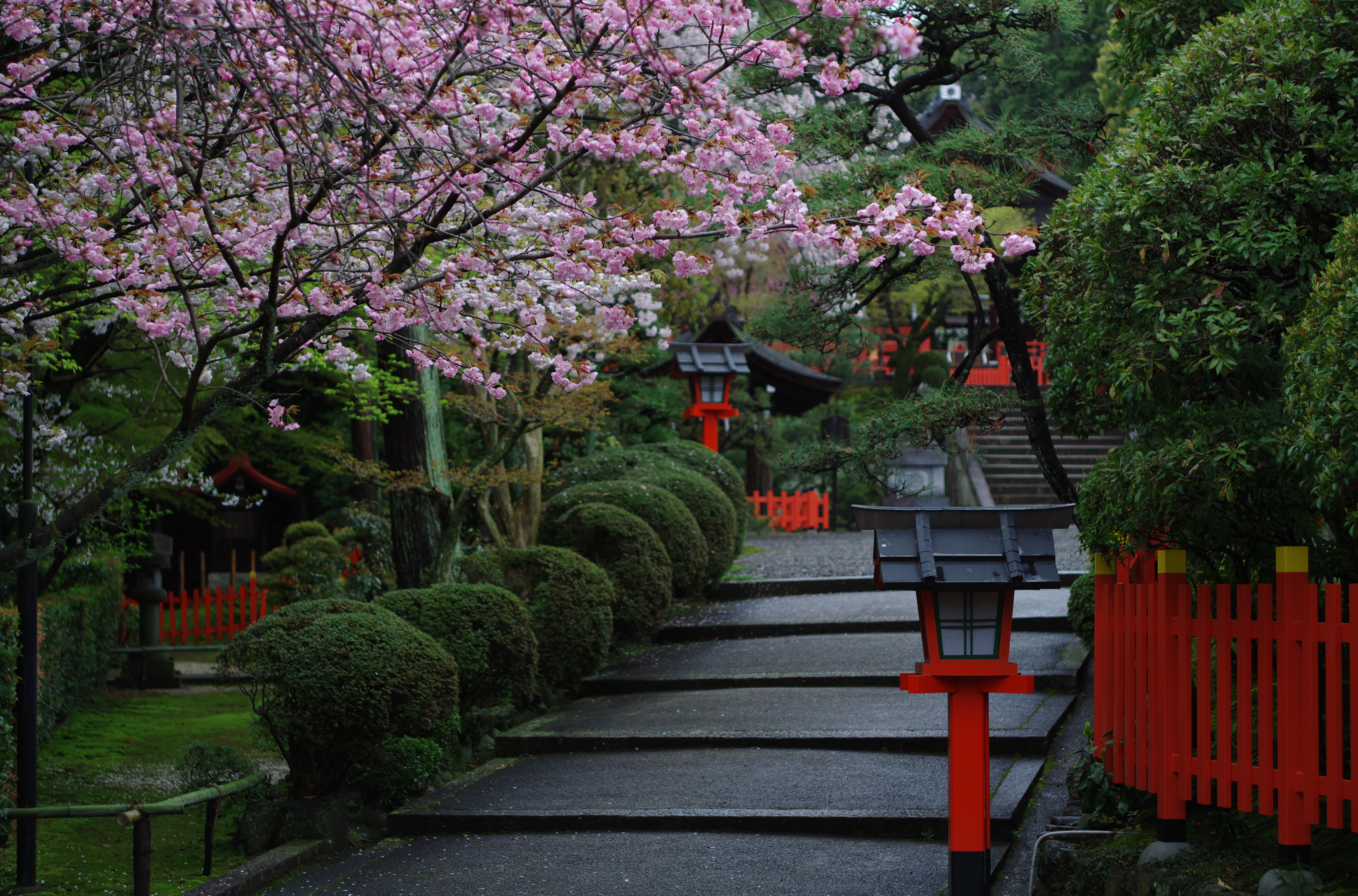 Nature Trees Plants Leaves Rock Stairs Cherry Blossom Wooden Construction Monsoon Pagoda Pink Flower 5407x3567