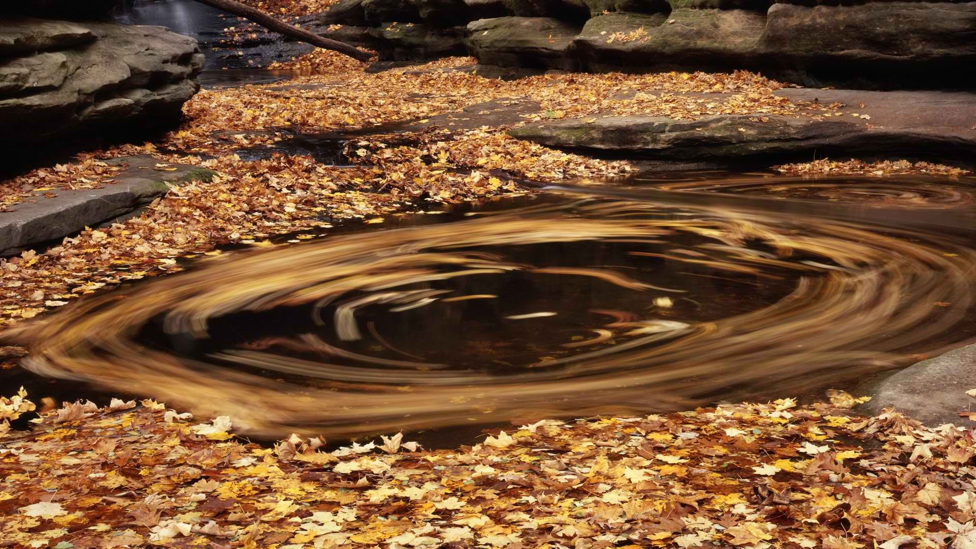 Leaves Fall Nature Landscape 1920x1080