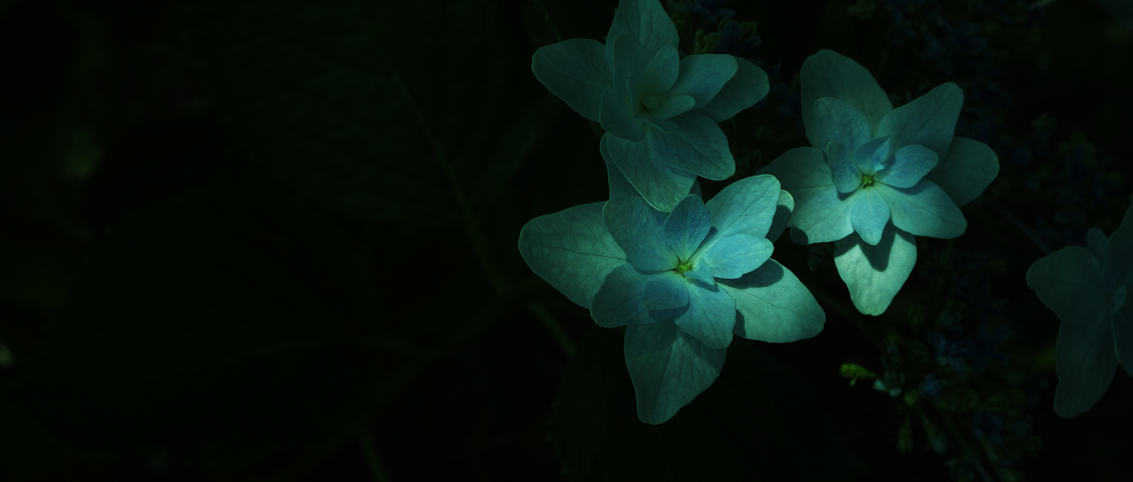 Gracile Hydrangea Digital Art Artwork Blooming Plants 3760x1600