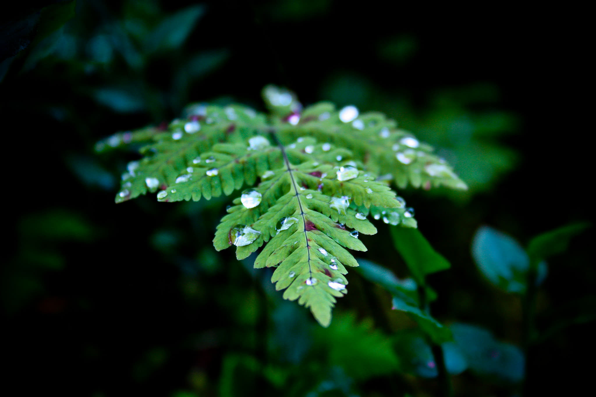 Plants Leaves Water Drops Outdoors Closeup Nature 2048x1365