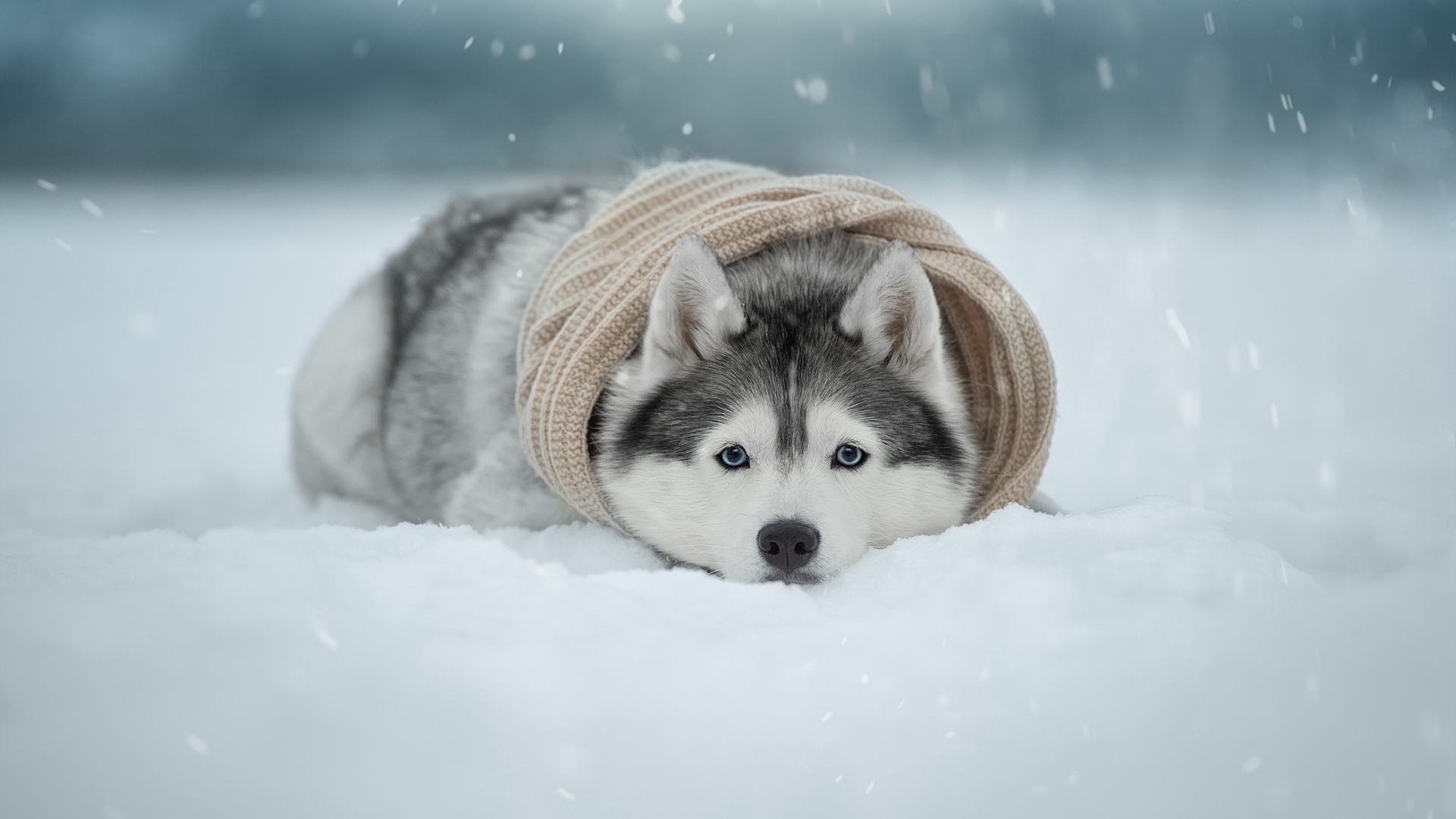 Animals Dog Mammals Winter Snow Cold Outdoors 1920x1080