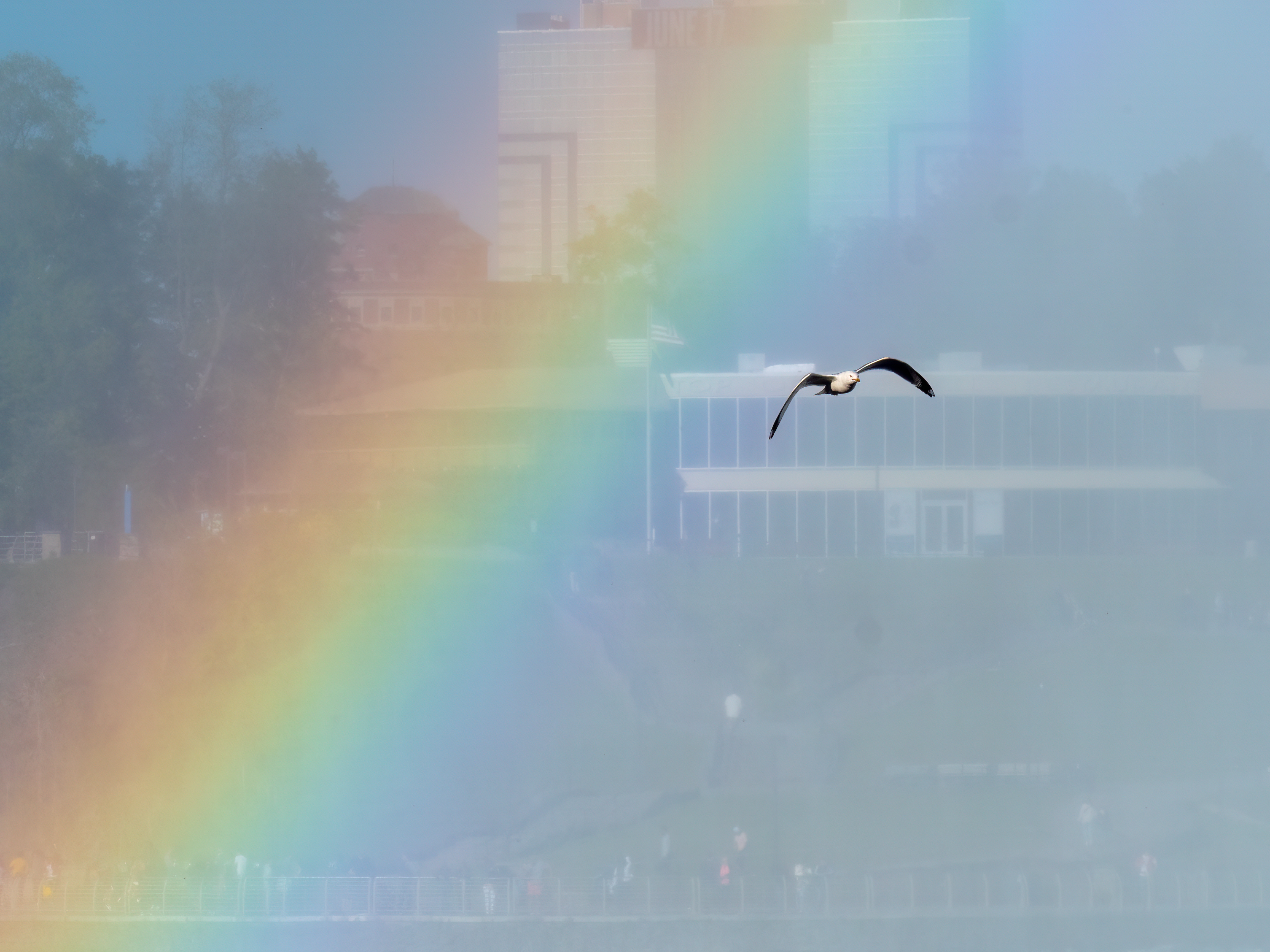 Rainbow Optical Phenomenon Sky Seagulls Nature Photography Skyscape 4608x3456