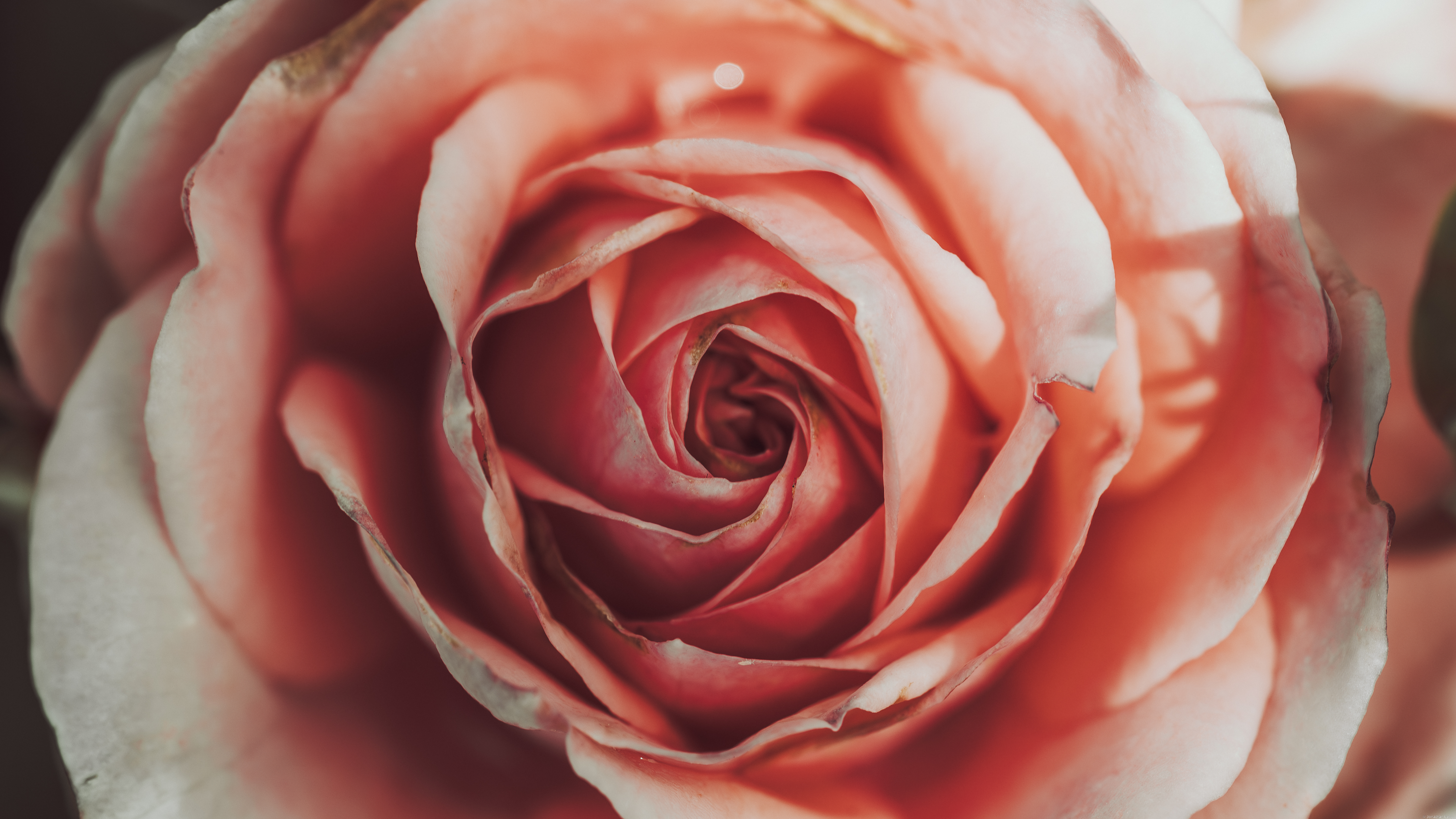 Nature Rose Plants Flowers Photography Macro Pink Minimalism Closeup Bright Jonathan Curry HDR 5685x3198