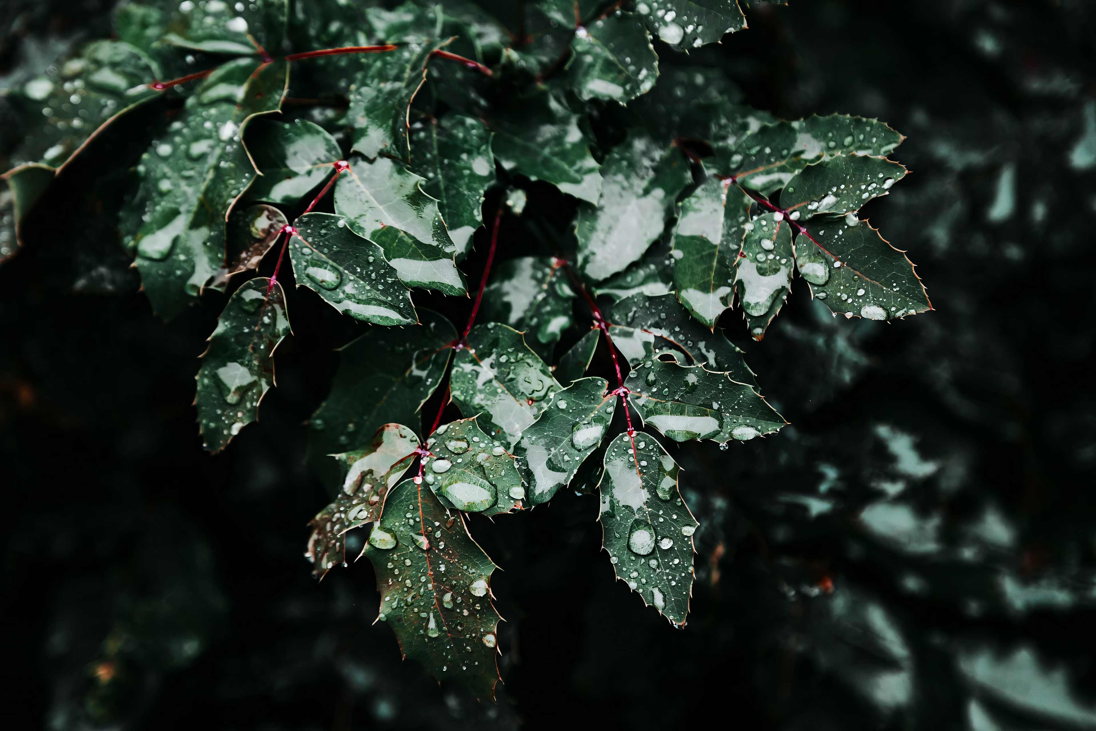 Leaves Nature Water Drops Dark Green 3840x2560