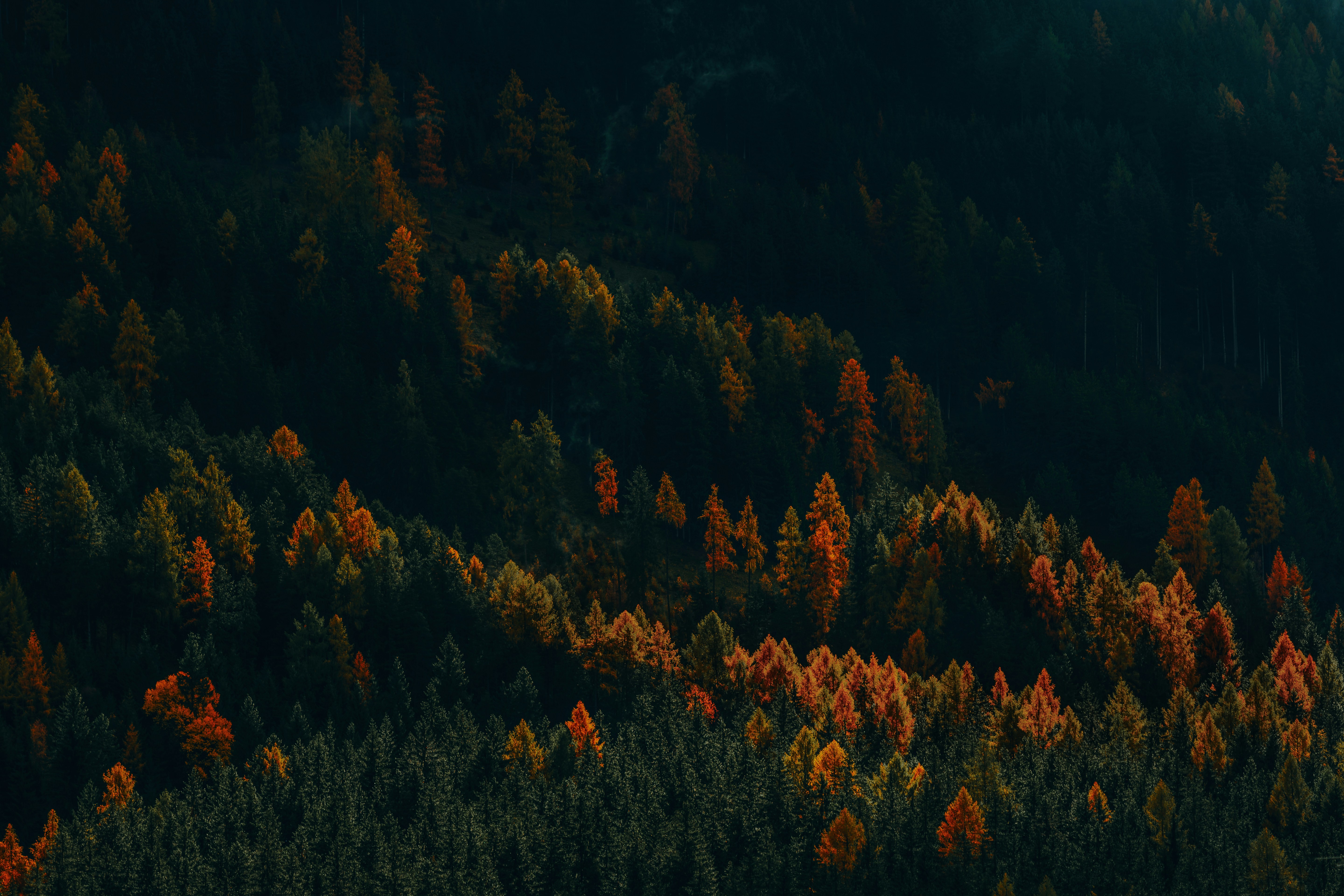 Nature Landscape Trees Forest Fall High Contrast Larch Pine Trees Drone Photo Aerial View 5760x3840