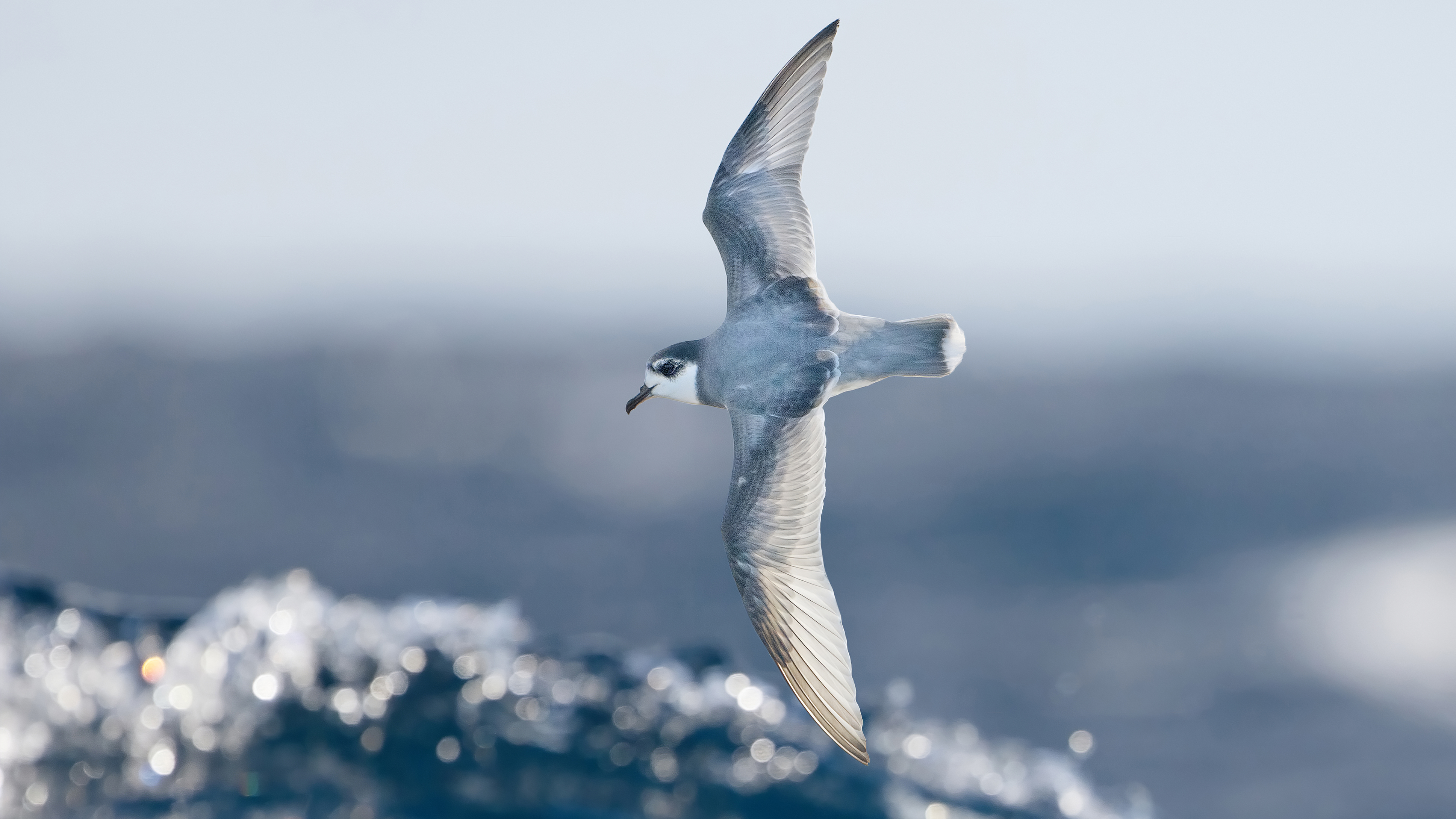 JJ Harrison Blue Petrel Birds Animals Nature Flying 3874x2179