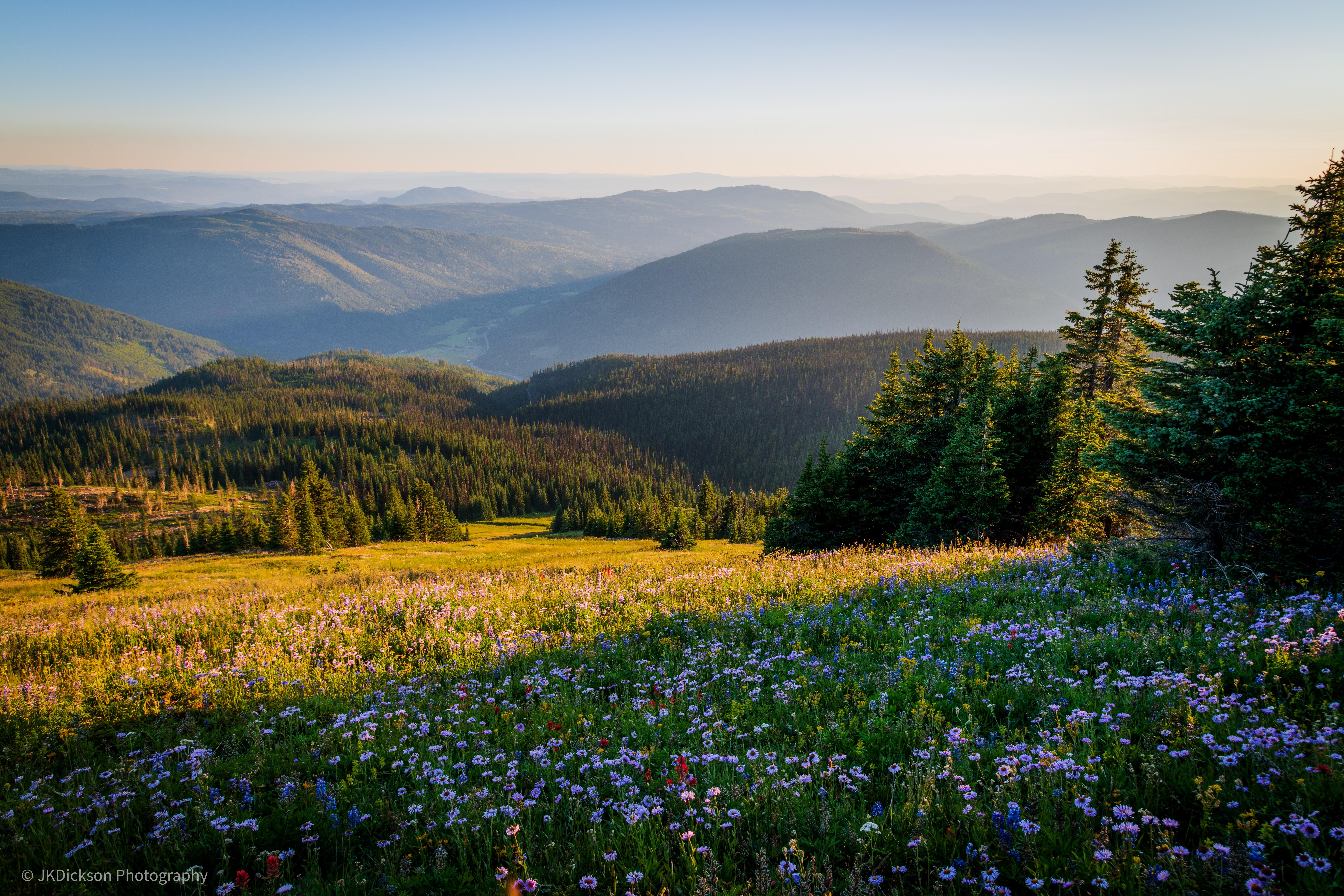 Landscape Mountain View Forest Nature British Columbia Canada Flowers Pine Trees Field Mountains 8157x5438