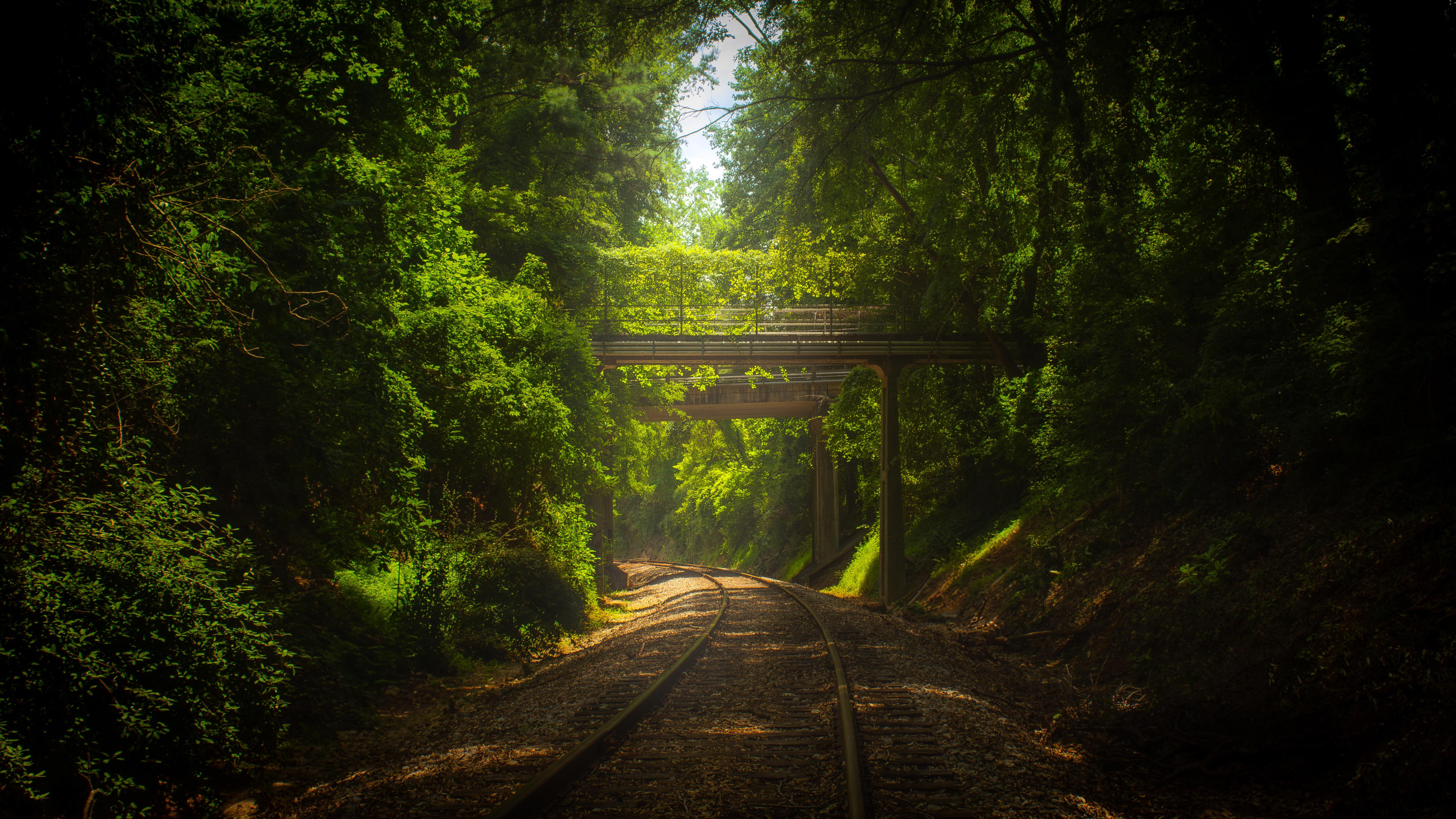 Nature Trees Plants Bridge Rail Ruins Abandoned Sunlight Fallen Leaves North Carolina USA 3840x2160