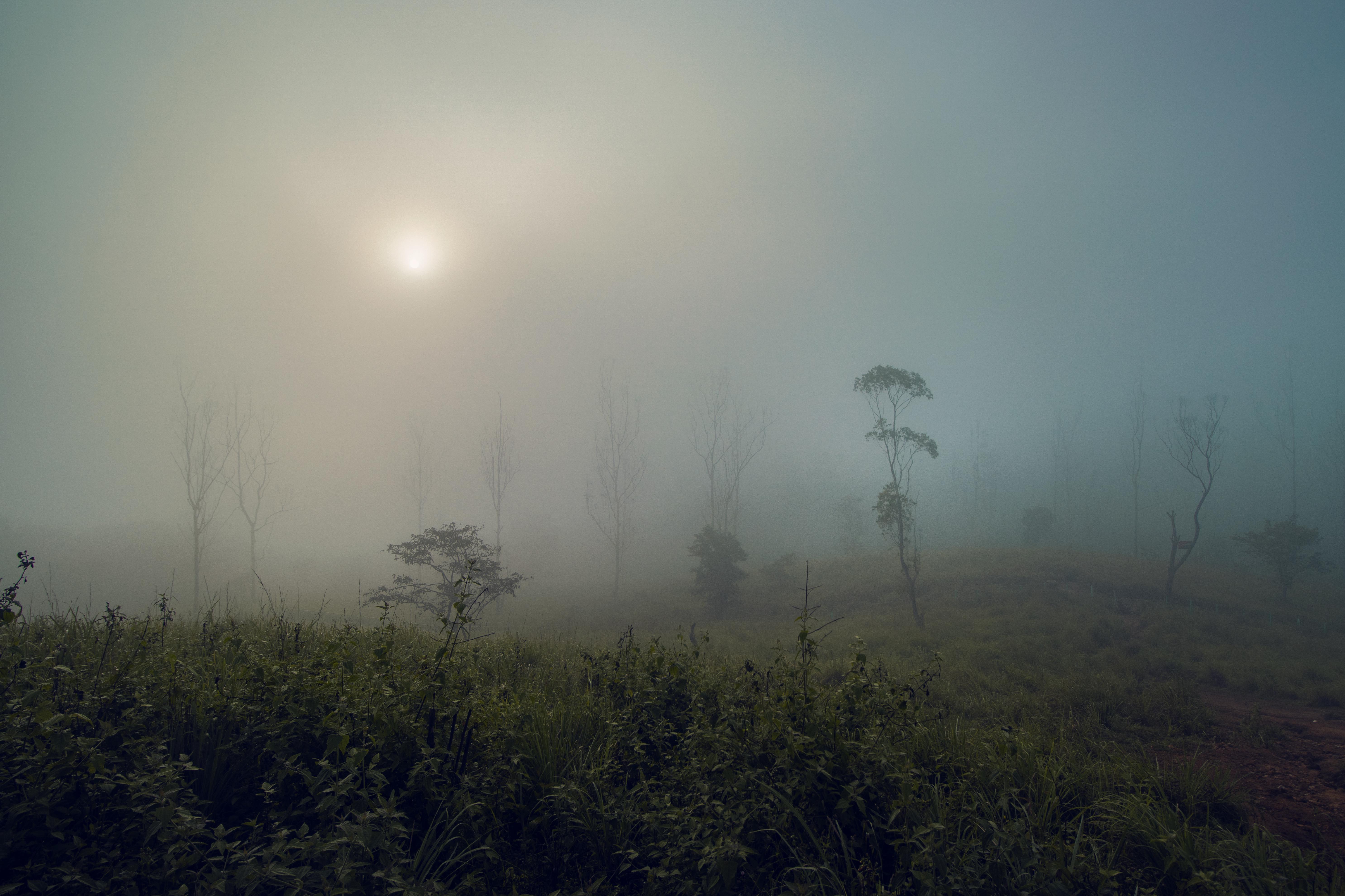 Mist Nature Landscape Fog India Field Trees Kerala Asia Morning 5944x3962