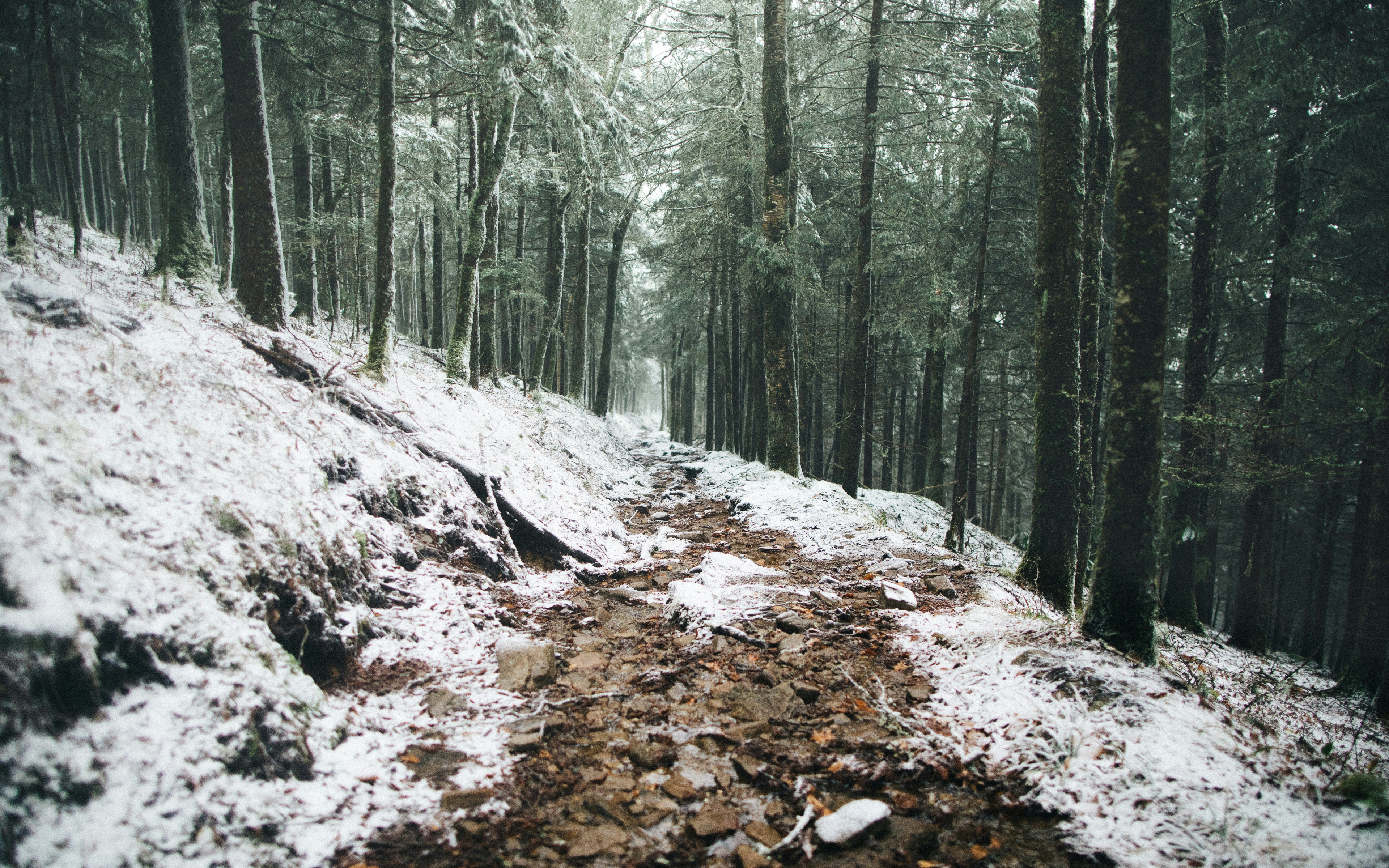 Nature Trees Snow Dirt Road Forest Winter Rocks Great Smoky Mountains USA Wes Hicks 3840x2400