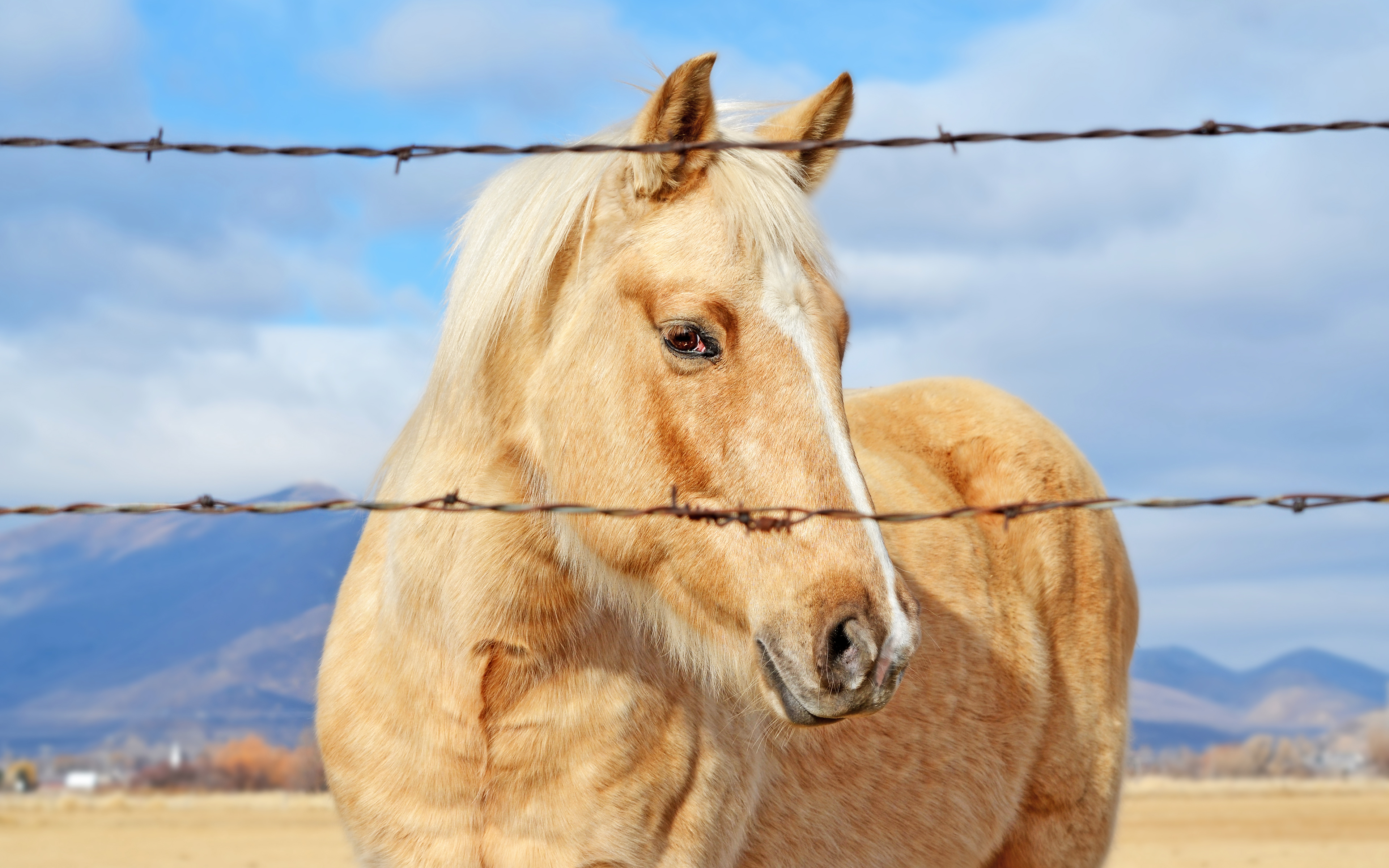 Animals Horse Mammals Fence Outdoors 3840x2400