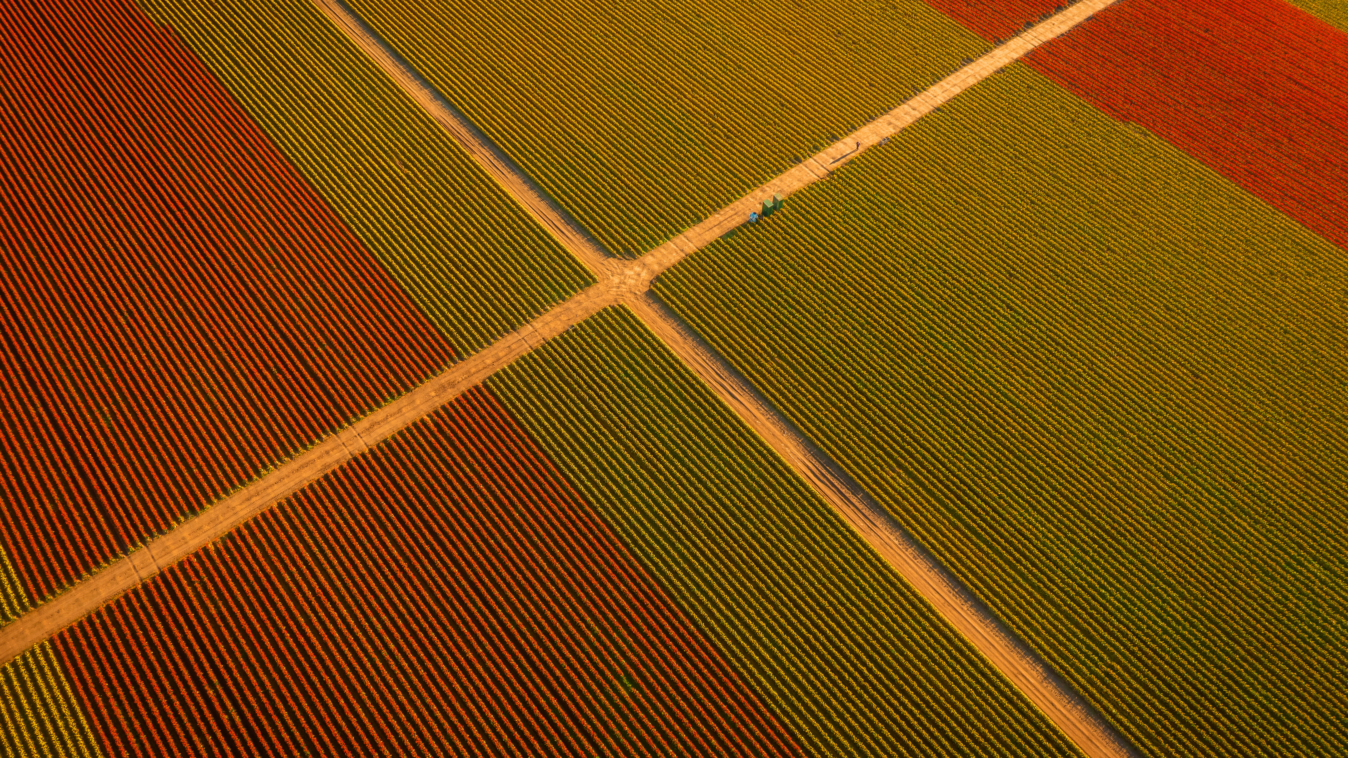 Nature Landscape Farm Field Cabin Drone Photo Aerial View Skagit Valley Tulips Farm Washington State 5120x2880