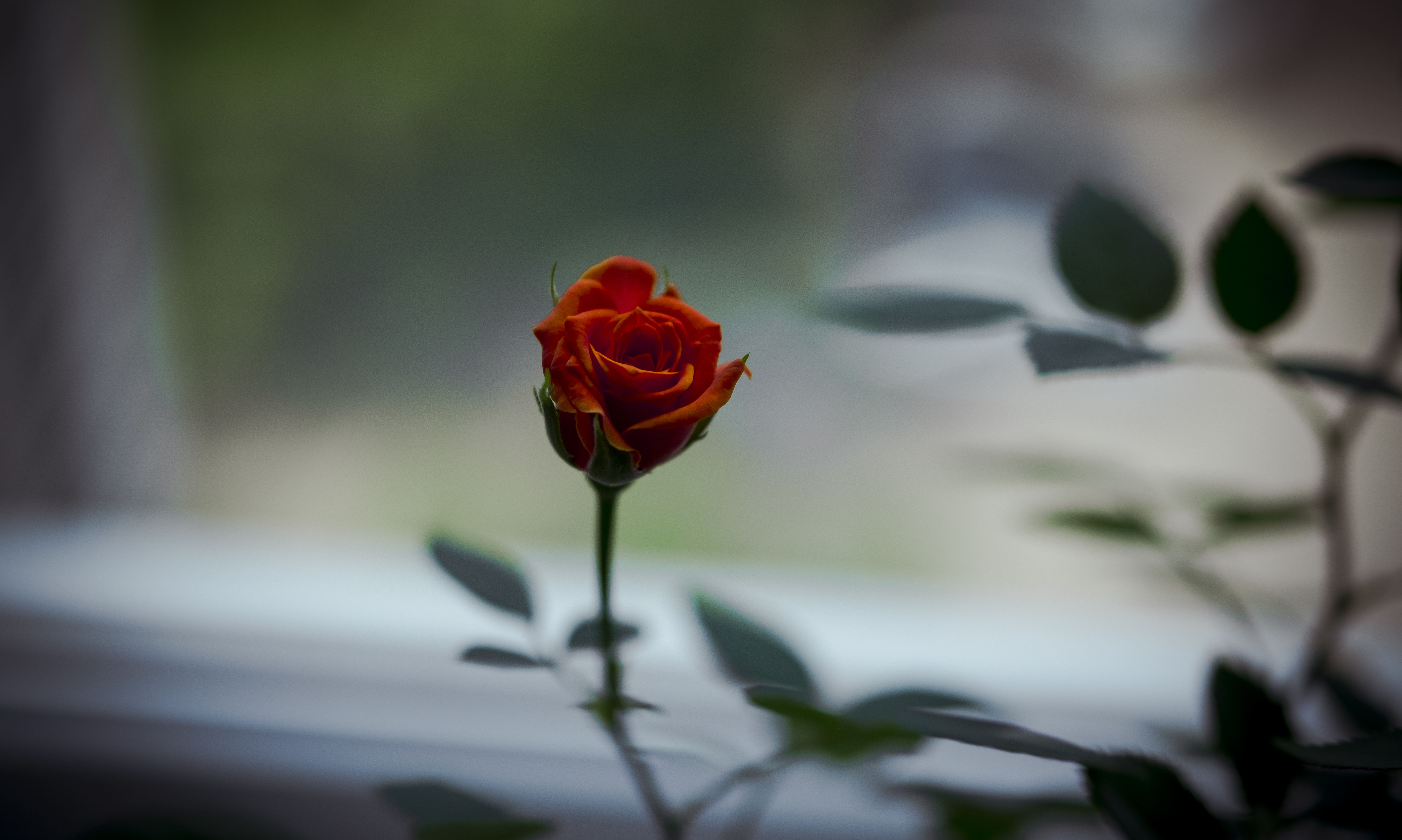 Flowers Leaves Rose Blurry Background Closeup Plants 5573x3341