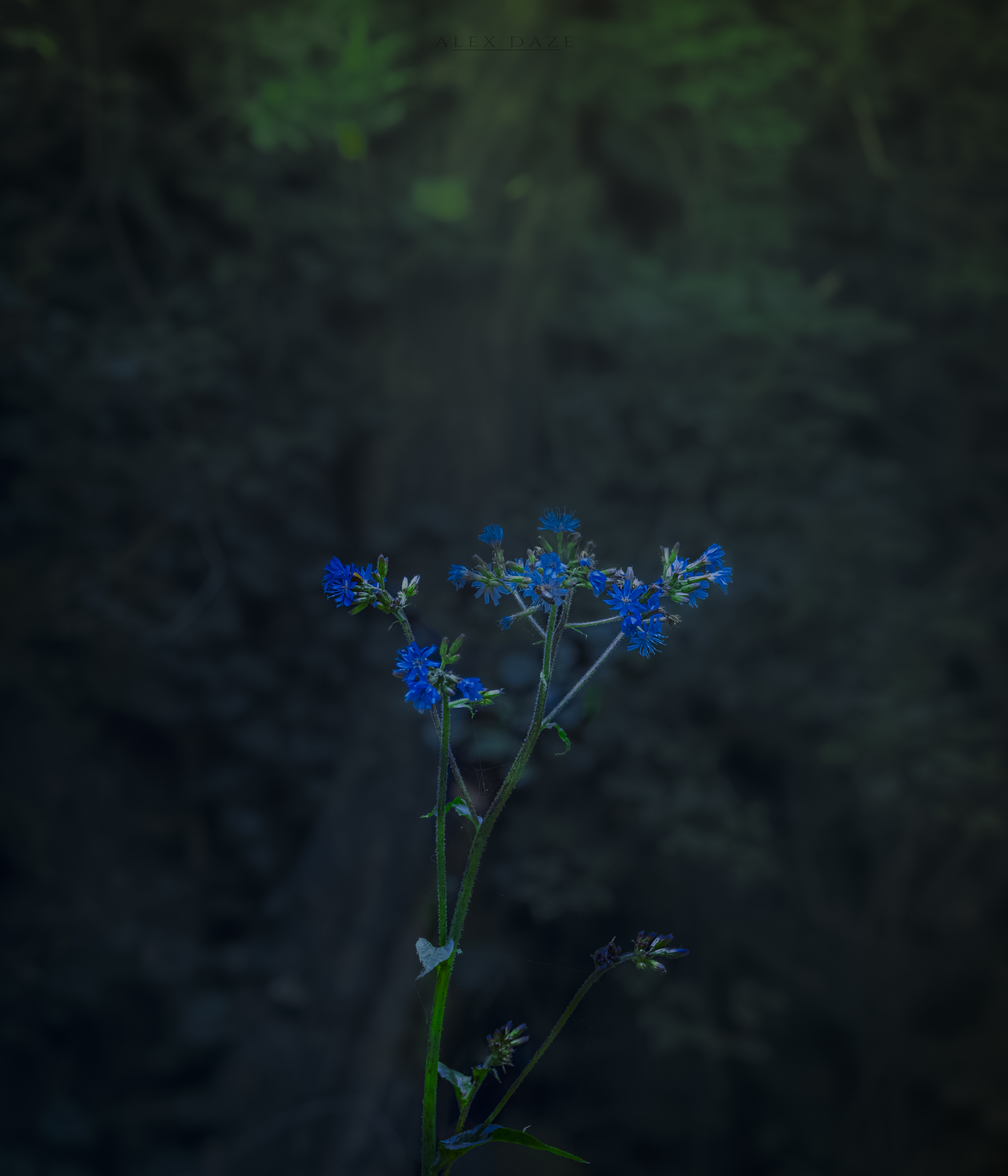 Photography Blue Flowers Nature Plants Forest Leaves 3497x4079