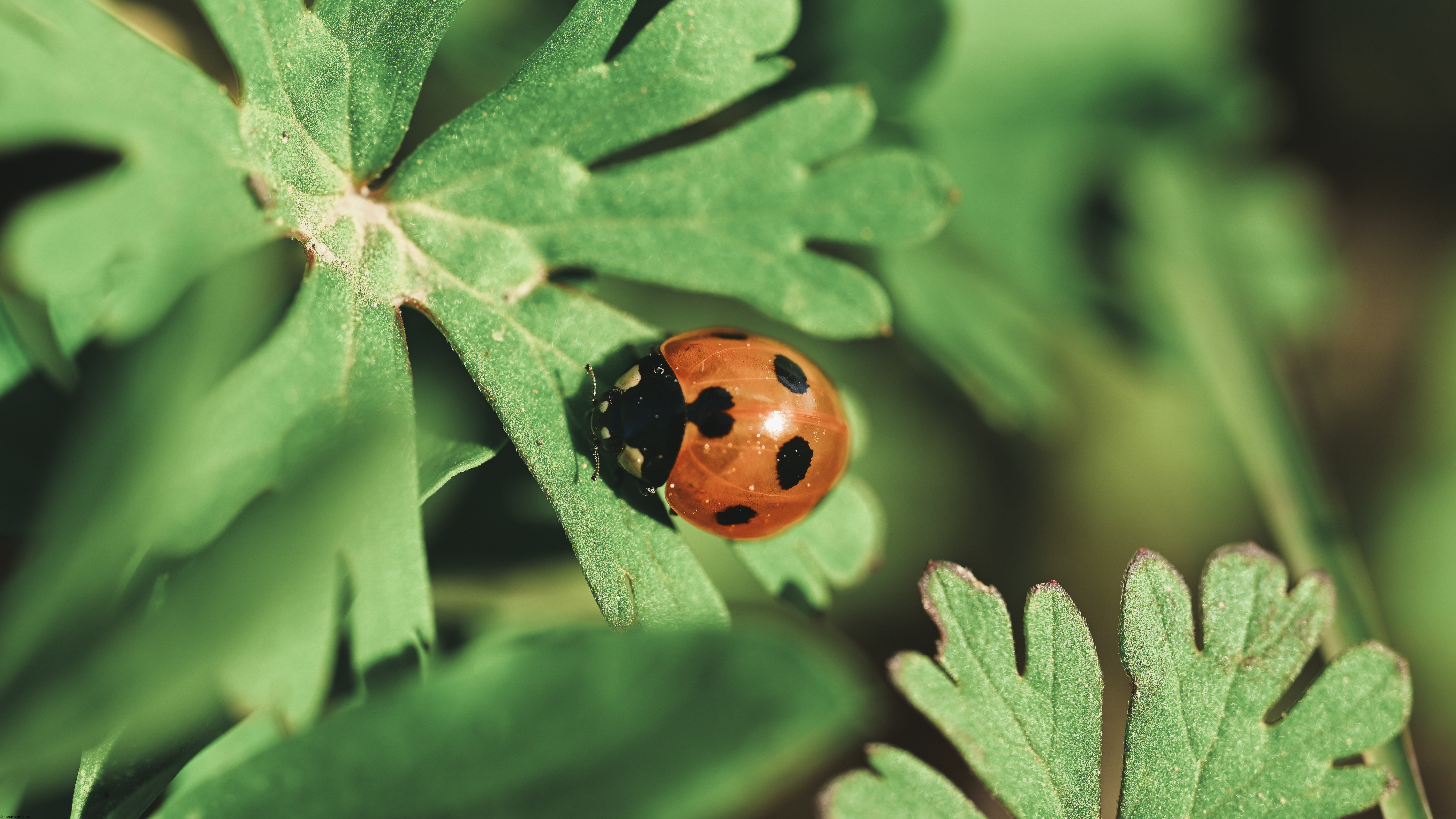 Jonathan Curry Nature Macro Photography Plants Insect Bug Ladybugs Outdoors Leaves 6016x3384