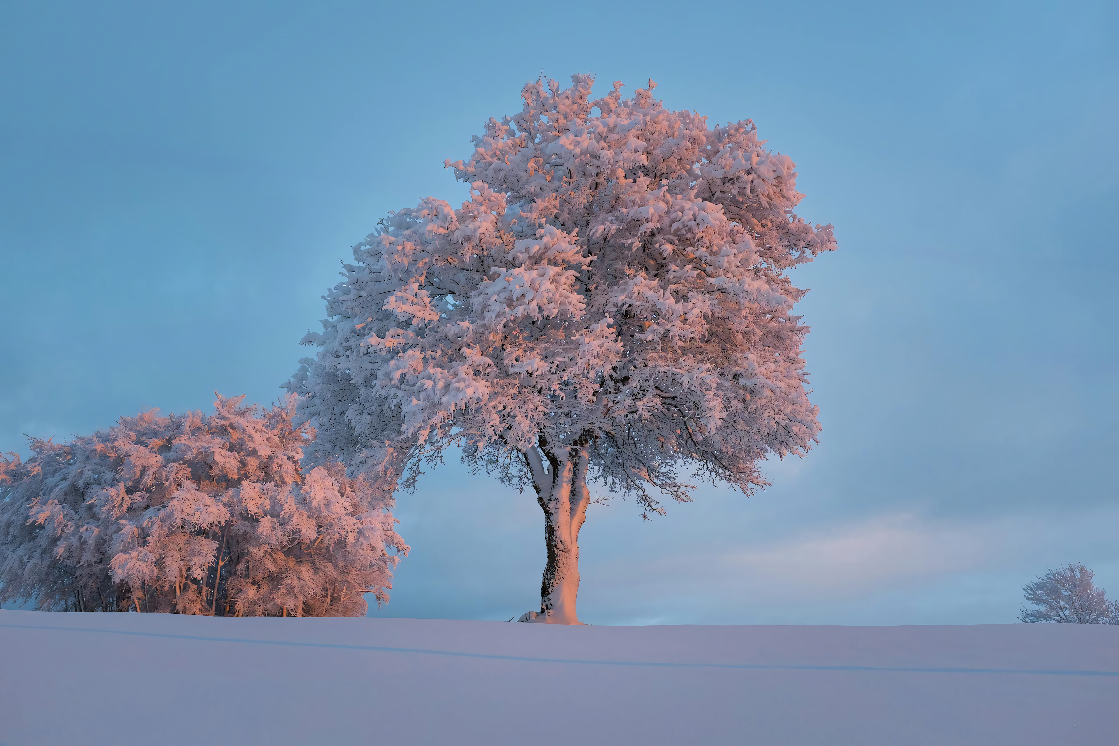 White Pink Trees Snow Clear Sky Clouds Nature Bright 3840x2560