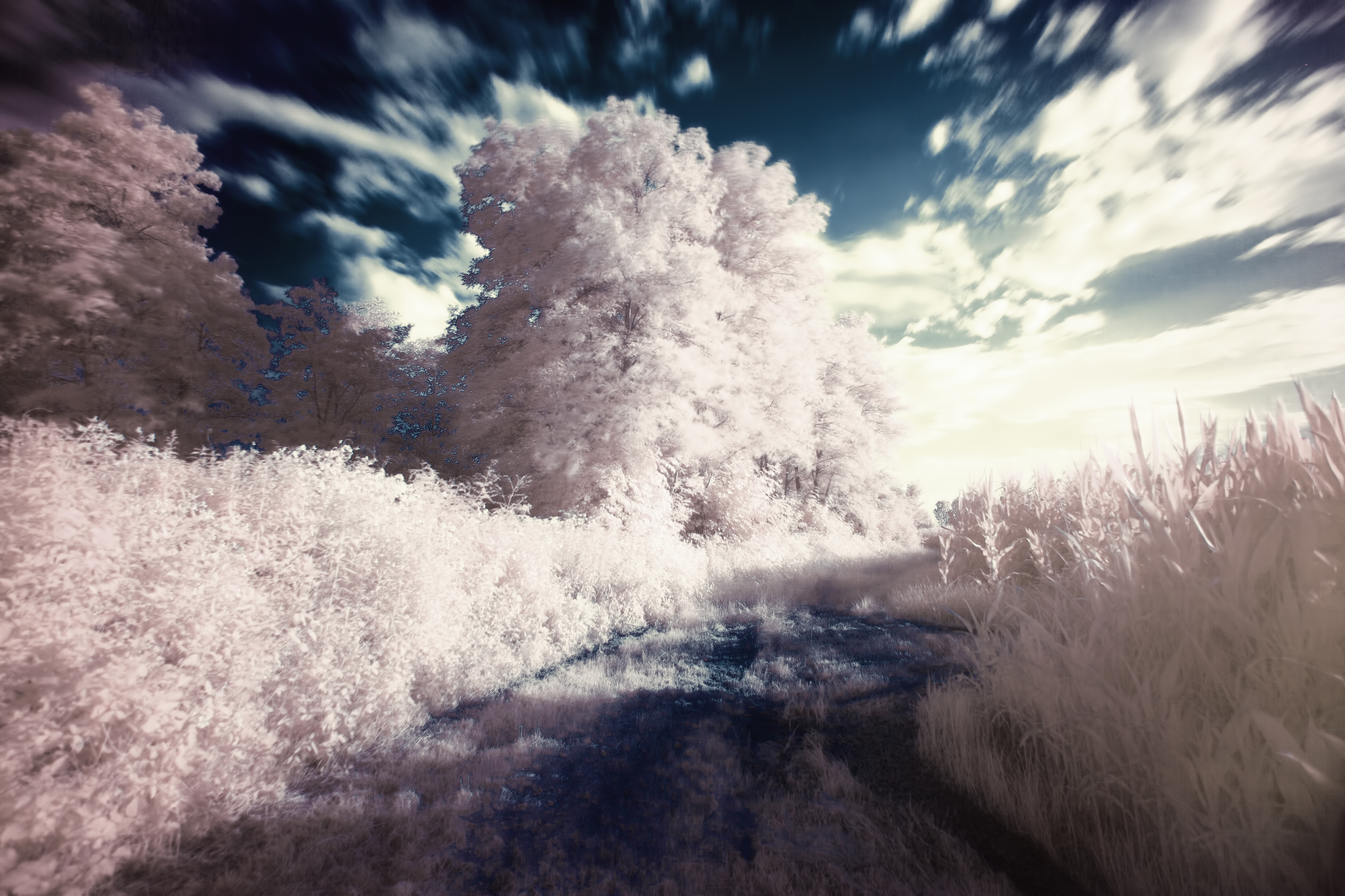 Infrared Surreal Pastel Dreamlike Forest Path Clouds 5616x3744